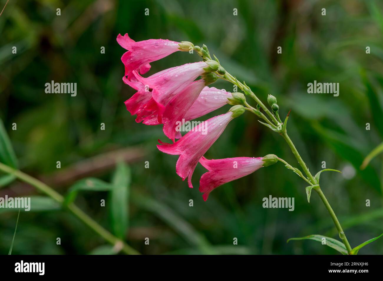 Natural background in summer garden with flowers Stock Photo