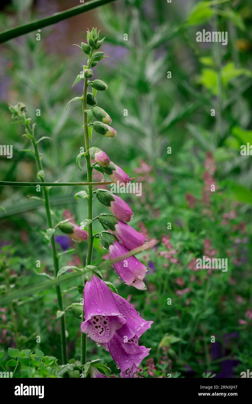 Natural background in summer garden with flowers Stock Photo