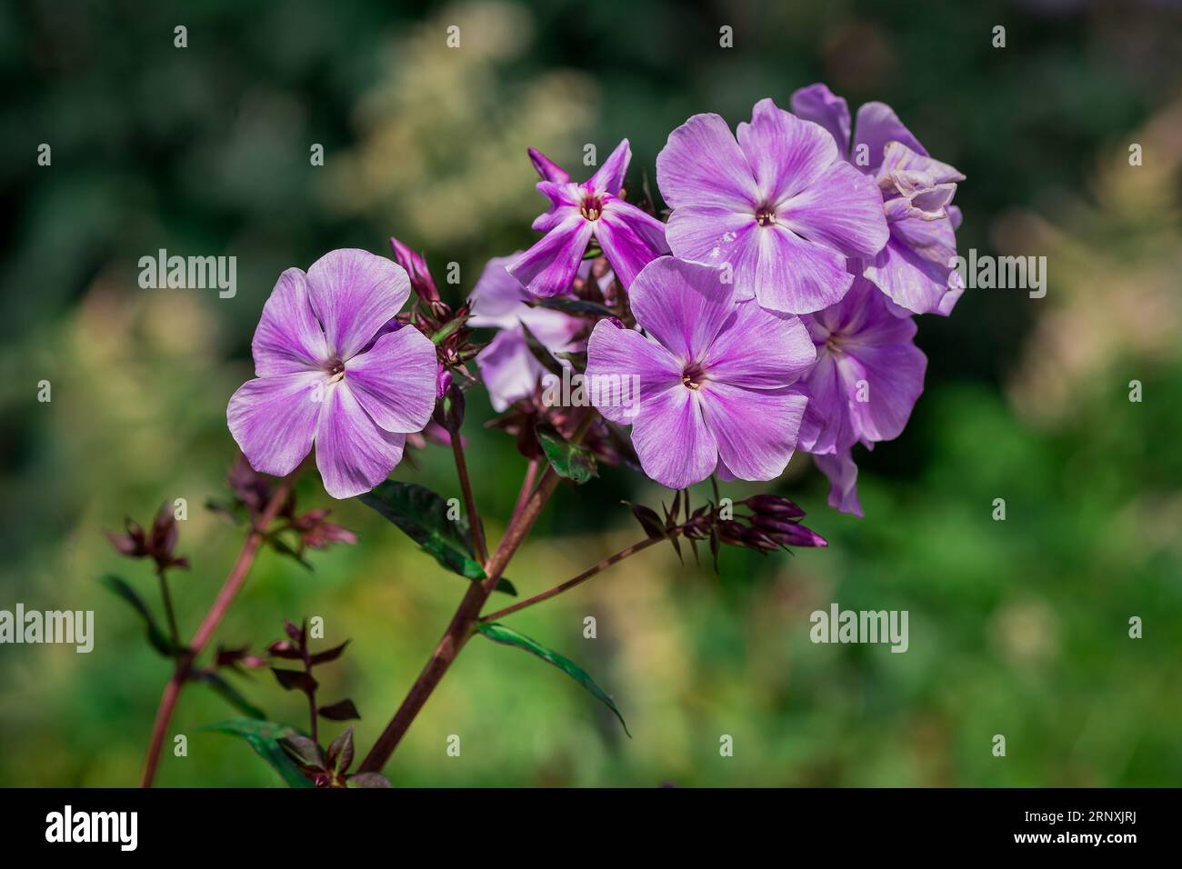Natural background in summer garden with flowers Stock Photo