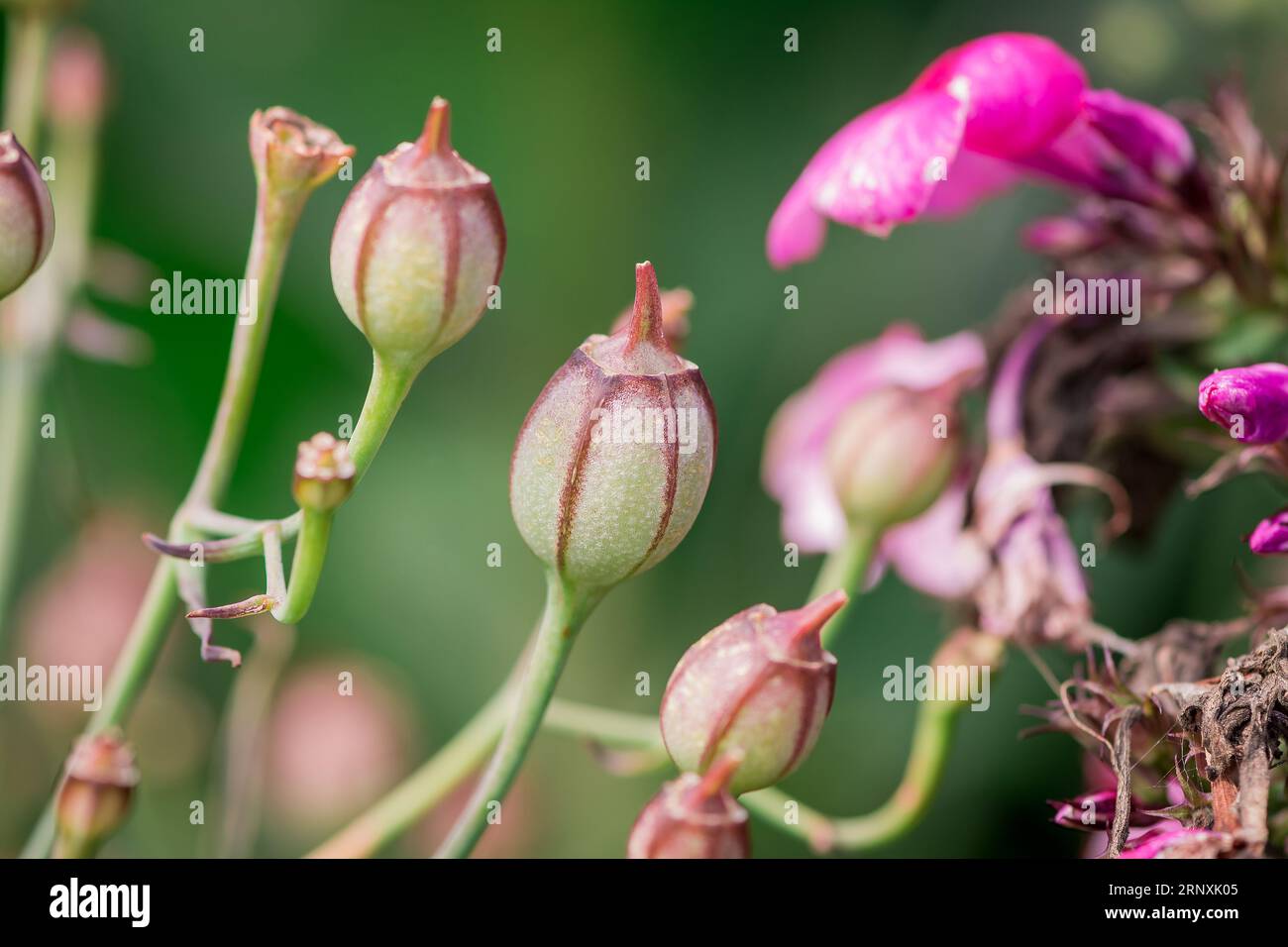 Natural background in summer garden with flowers Stock Photo