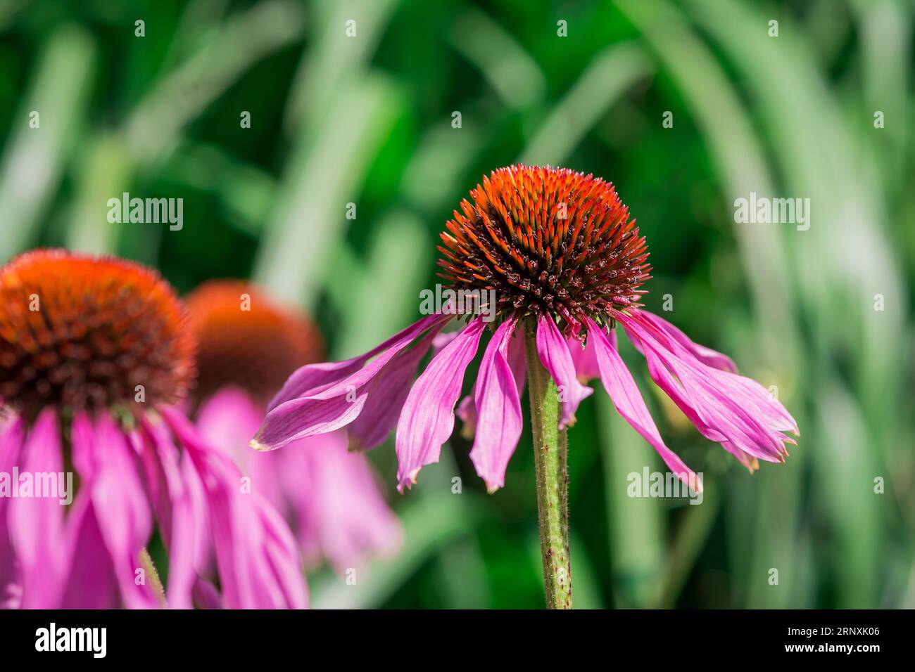 Natural background in summer garden with flowers Stock Photo
