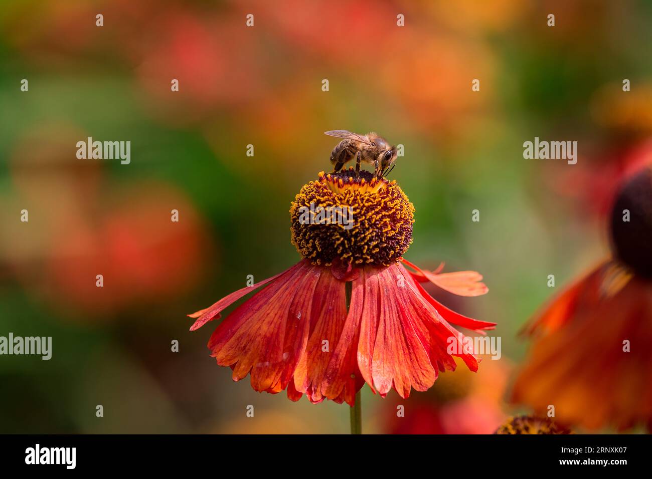 Natural background in summer garden with flowers Stock Photo