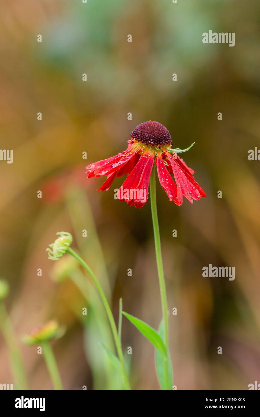 Natural background in summer garden with flowers Stock Photo