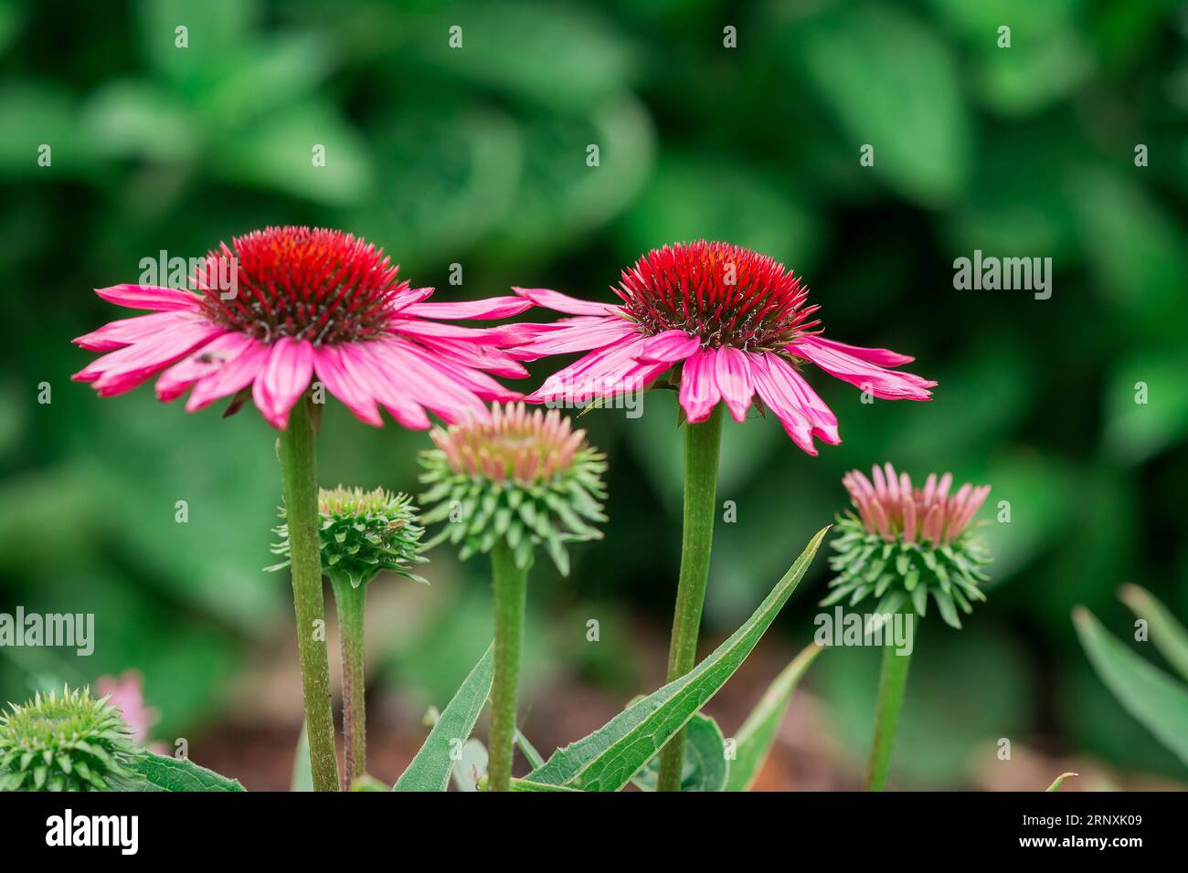 Natural background in summer garden with flowers Stock Photo