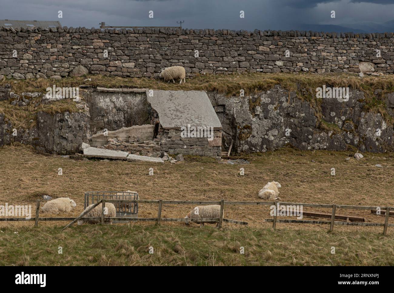 Sheep in a field some lying down and others stood up with a fence and a ...