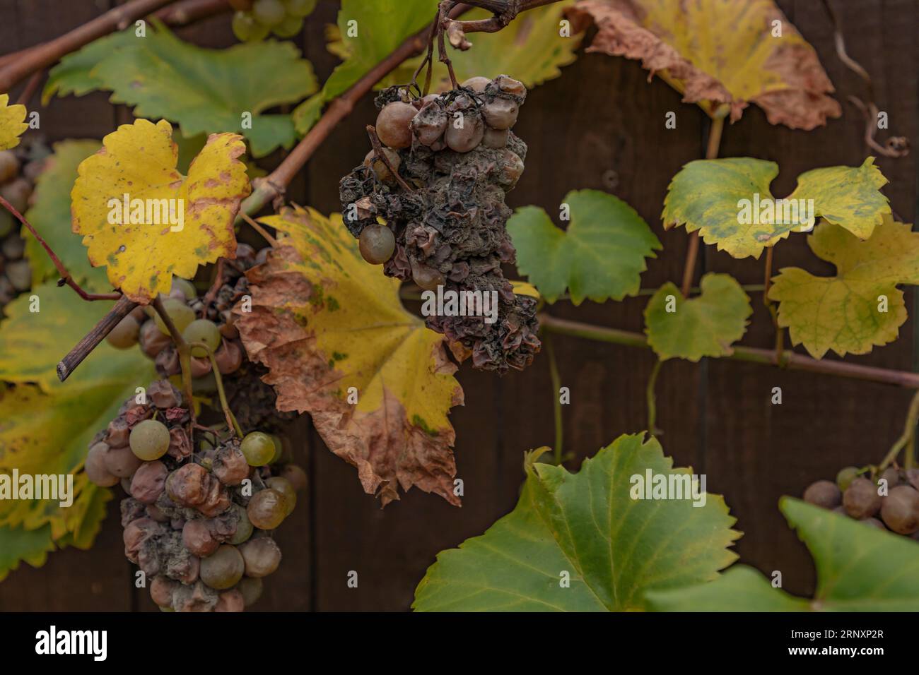 White grapes left on the vine affected by rot which have shrivelled to become raisons Stock Photo