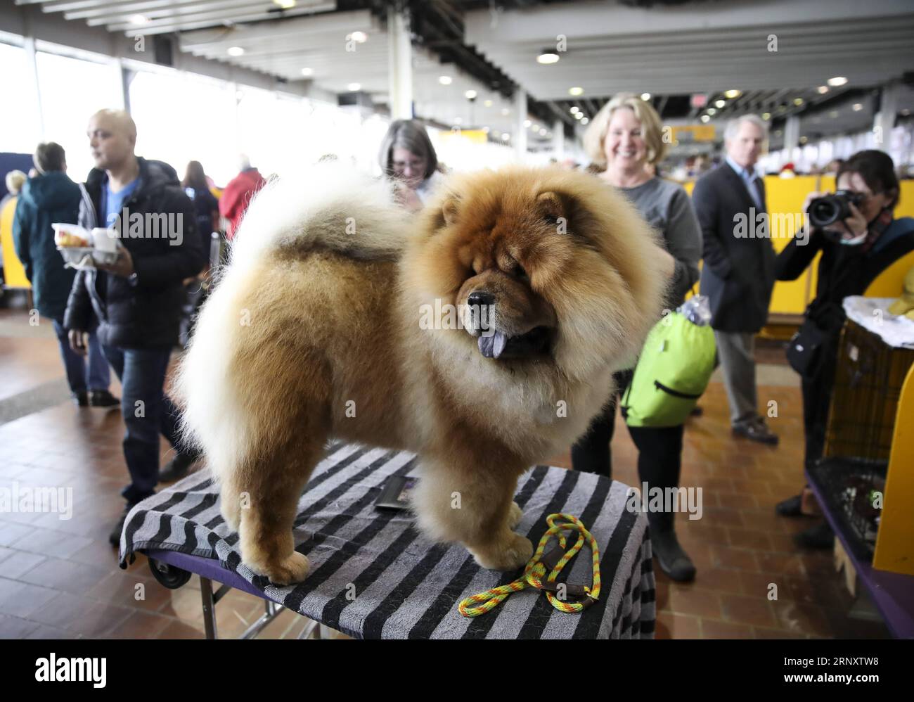 (180213) -- NEW YORK, Feb. 13, 2018 -- A Chow Chow is seen during the 2018 Westminster Kennel Club Dog Show in New York, the United States, Feb. 12, 2018. Around 2800 dogs of over 200 breeds from all over the world participated in the show this year. ) (zy) U.S.-NEW YORK-DOG SHOW WangxYing PUBLICATIONxNOTxINxCHN Stock Photo