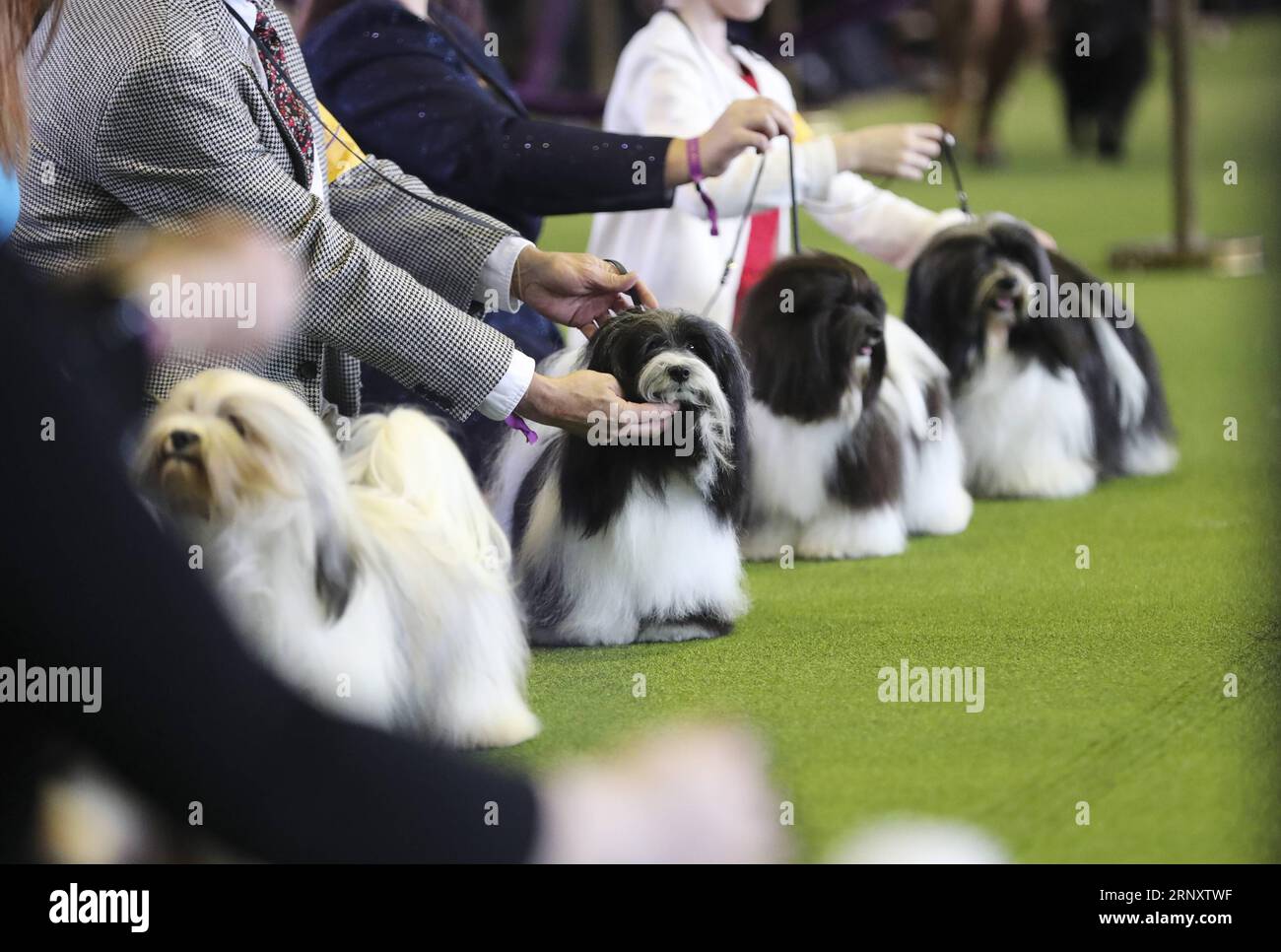 (180213) -- NEW YORK, Feb. 13, 2018 -- Havanese dogs are seen during the 2018 Westminster Kennel Club Dog Show in New York, the United States, Feb. 12, 2018. Around 2800 dogs of over 200 breeds from all over the world participated in the show this year. ) (zy) U.S.-NEW YORK-DOG SHOW WangxYing PUBLICATIONxNOTxINxCHN Stock Photo