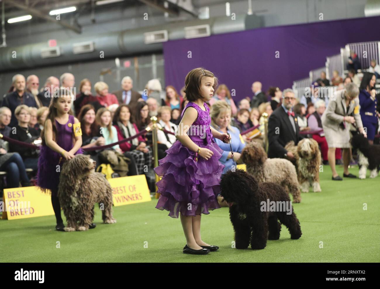 (180213) -- NEW YORK, Feb. 13, 2018 -- Dogs are seen during the Confirmation competition at the 2018 Westminster Kennel Club Dog Show in New York, the United States, Feb. 12, 2018. Around 2800 dogs of over 200 breeds from all over the world participated in the show this year. ) (zy) U.S.-NEW YORK-DOG SHOW WangxYing PUBLICATIONxNOTxINxCHN Stock Photo