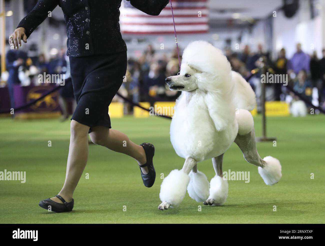 (180213) -- NEW YORK, Feb. 13, 2018 -- A Standard Poodle is seen during the 2018 Westminster Kennel Club Dog Show in New York, the United States, Feb. 12, 2018. Around 2800 dogs of over 200 breeds from all over the world participated in the show this year. ) (zy) U.S.-NEW YORK-DOG SHOW WangxYing PUBLICATIONxNOTxINxCHN Stock Photo