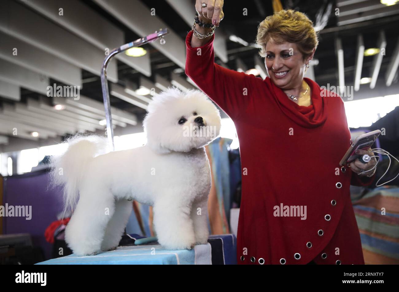 (180213) -- NEW YORK, Feb. 13, 2018 -- A Bichon Frise is seen during the 2018 Westminster Kennel Club Dog Show in New York, the United States, Feb. 12, 2018. Around 2800 dogs of over 200 breeds from all over the world participated in the show this year. ) (zy) U.S.-NEW YORK-DOG SHOW WangxYing PUBLICATIONxNOTxINxCHN Stock Photo