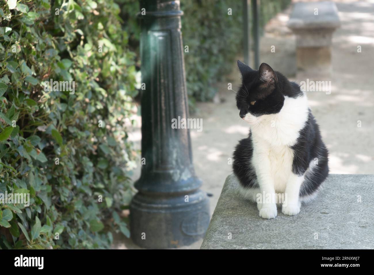 Wild cat on a bench in the park Stock Photo - Alamy