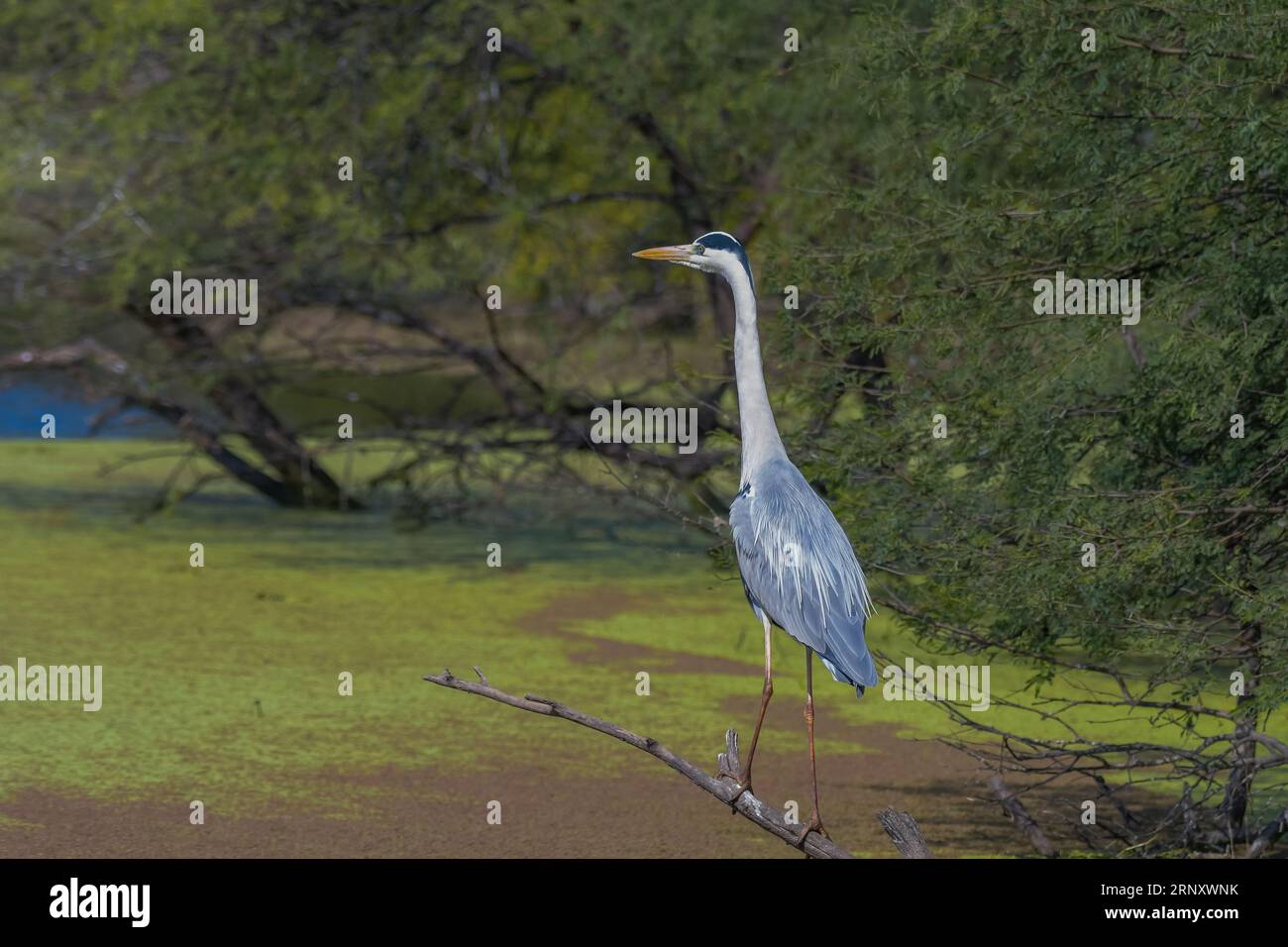 Grey heron or common heron in Bharatpur bird sanctuary Rajasthan India ...