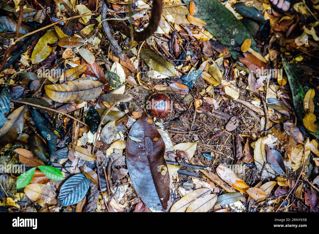 (180301) -- KUCHING, March 1, 2018 -- A Rafflesia bud is seen at the ...