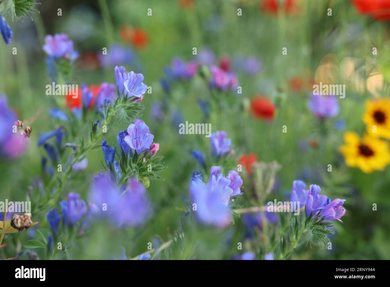 Beautiful blue wild flowers hi-res stock photography and images - Alamy