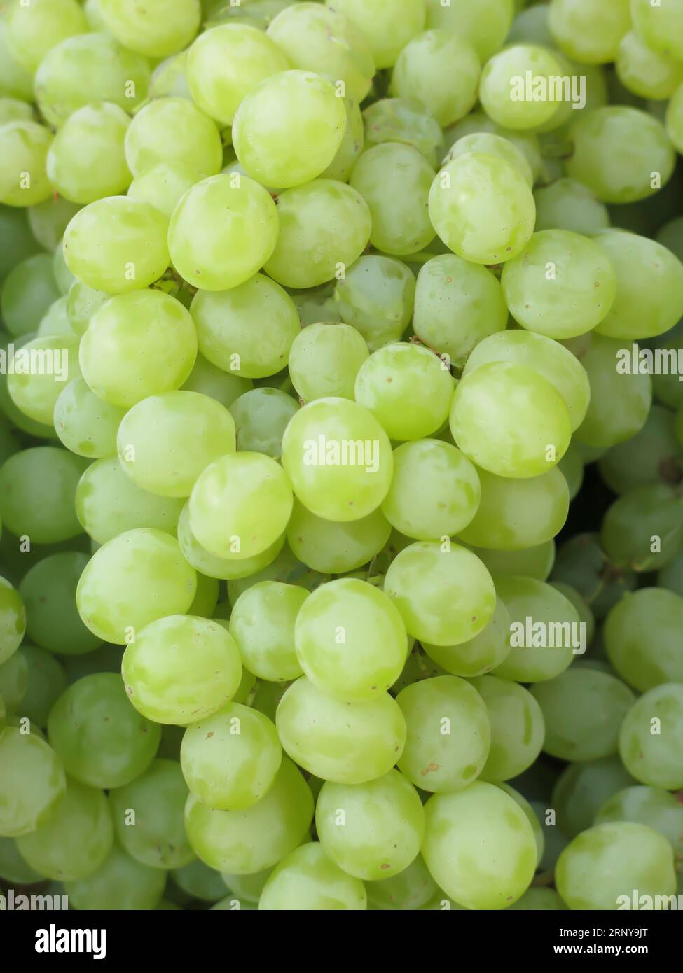 https://c8.alamy.com/comp/2RNY9JT/thompson-grapes-for-sale-at-local-farmers-market-2RNY9JT.jpg