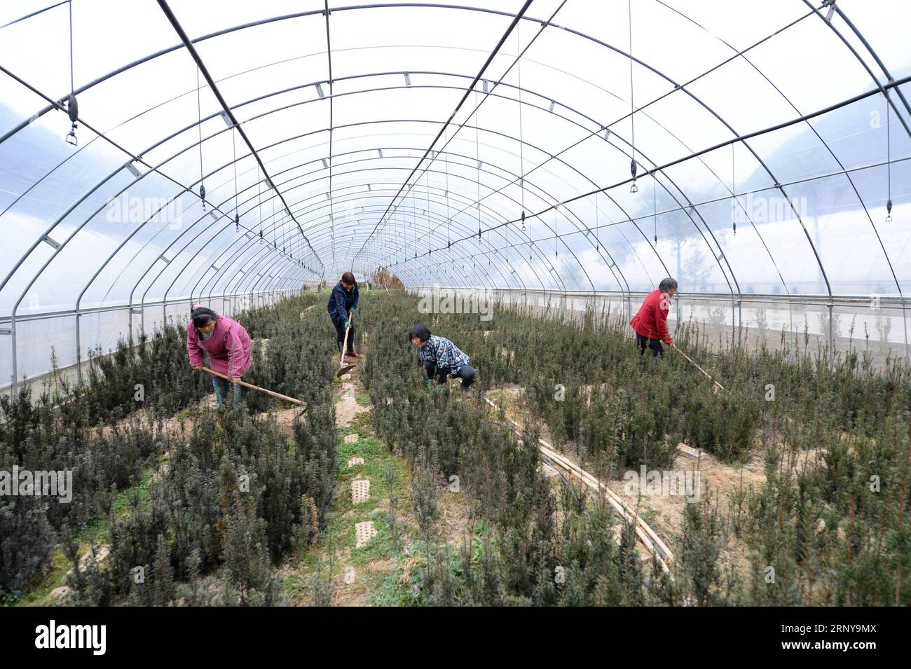 Chinese yew hires stock photography and images Alamy