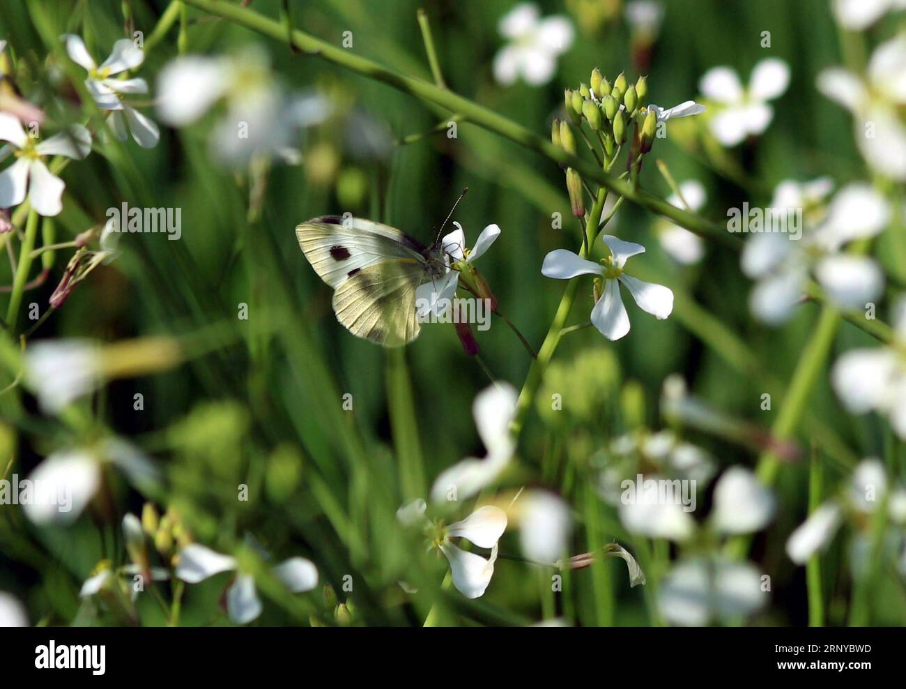 Pakistaan hi-res stock photography and images - Alamy