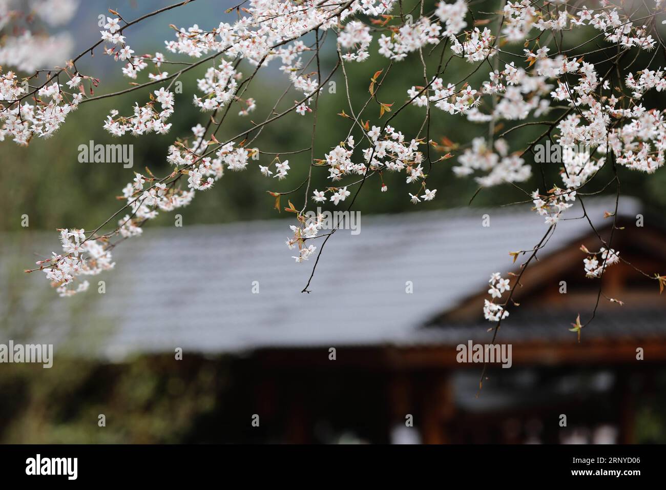 180312 ZHANGJIAJIE March 12 2018 Cherry blossoms are seen at the Wulingyuan scenic area