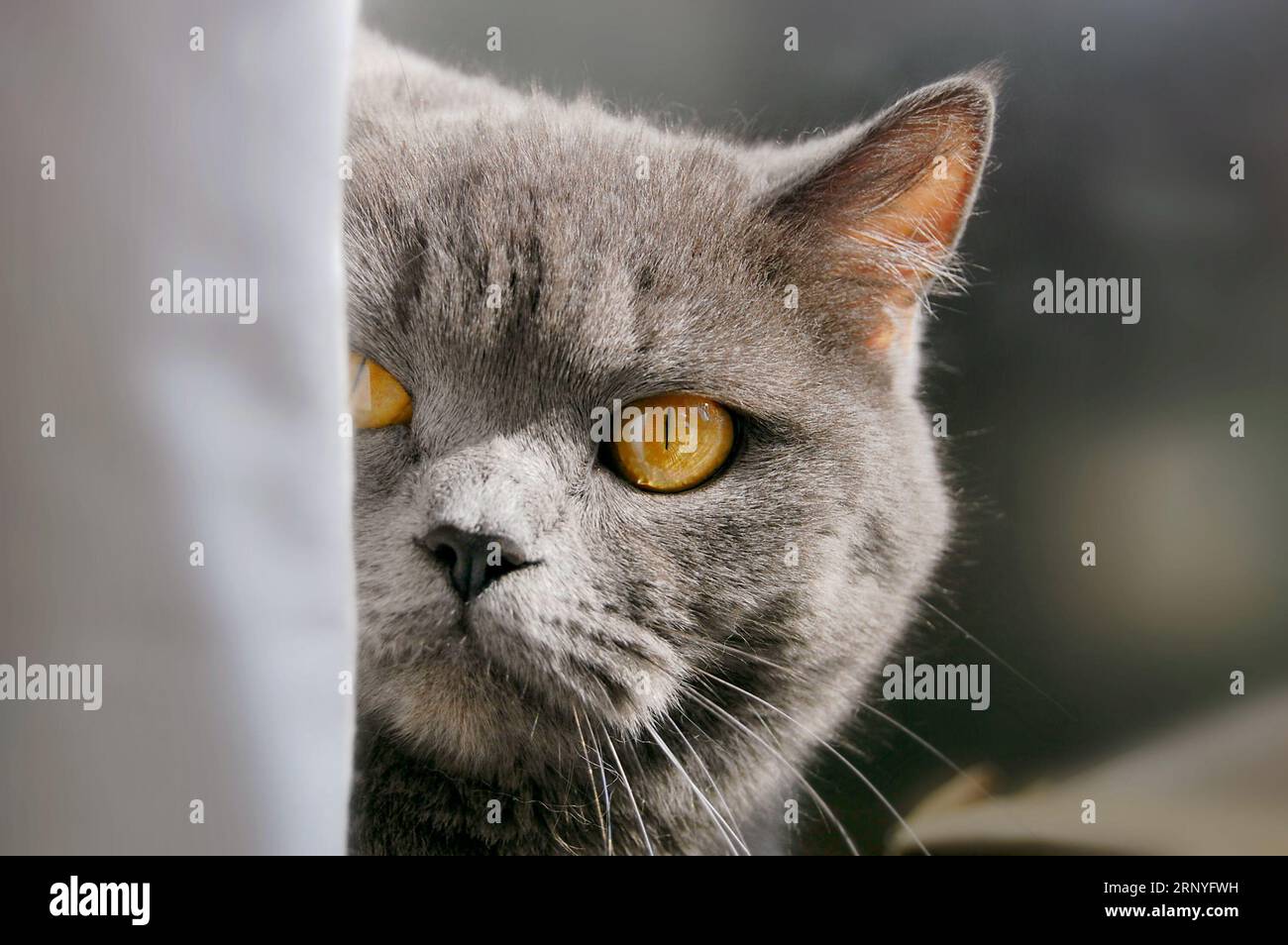 grey british cat looks out and looks in eyes Stock Photo