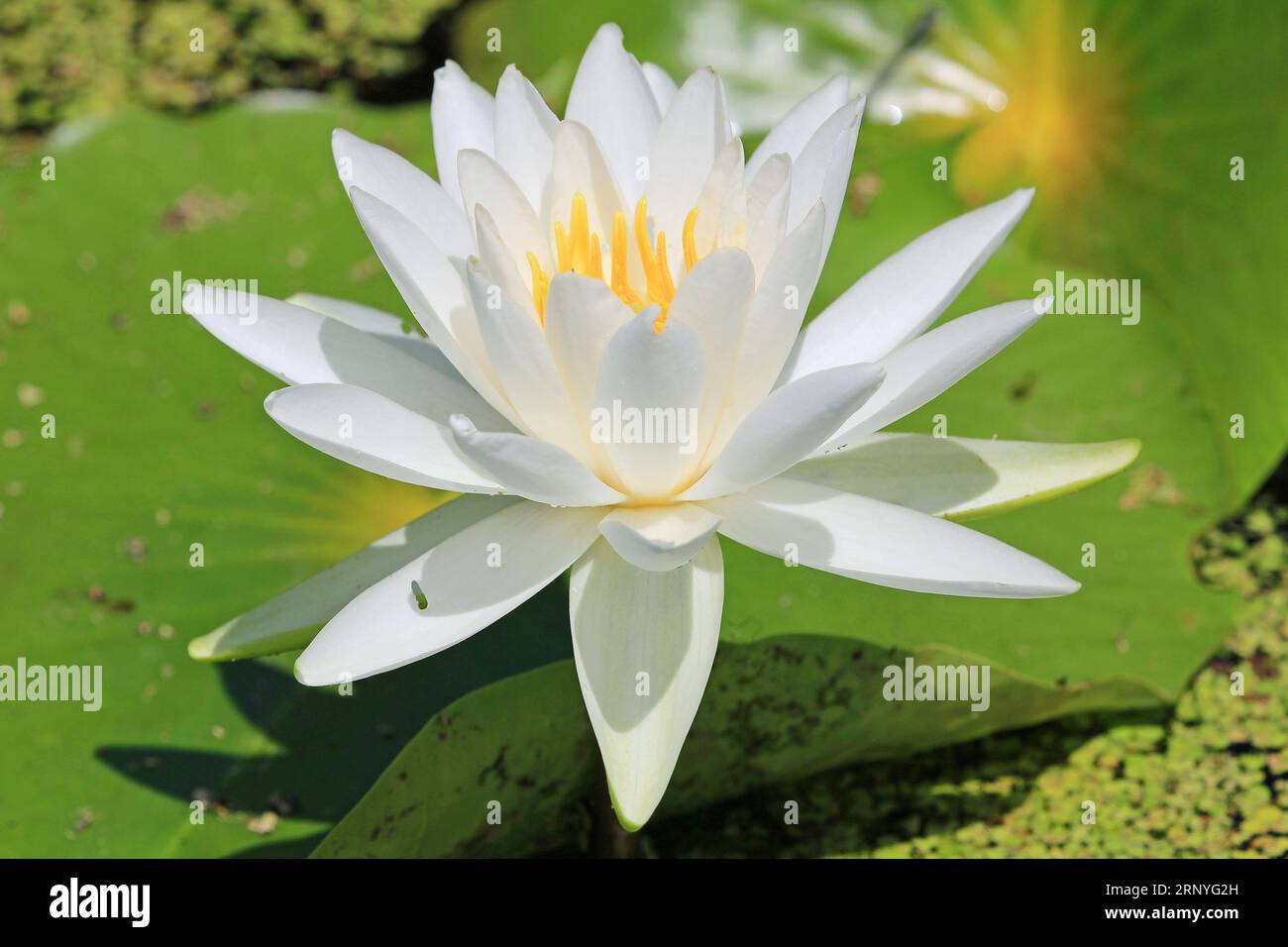 Lily close up white hi-res stock photography and images - Alamy