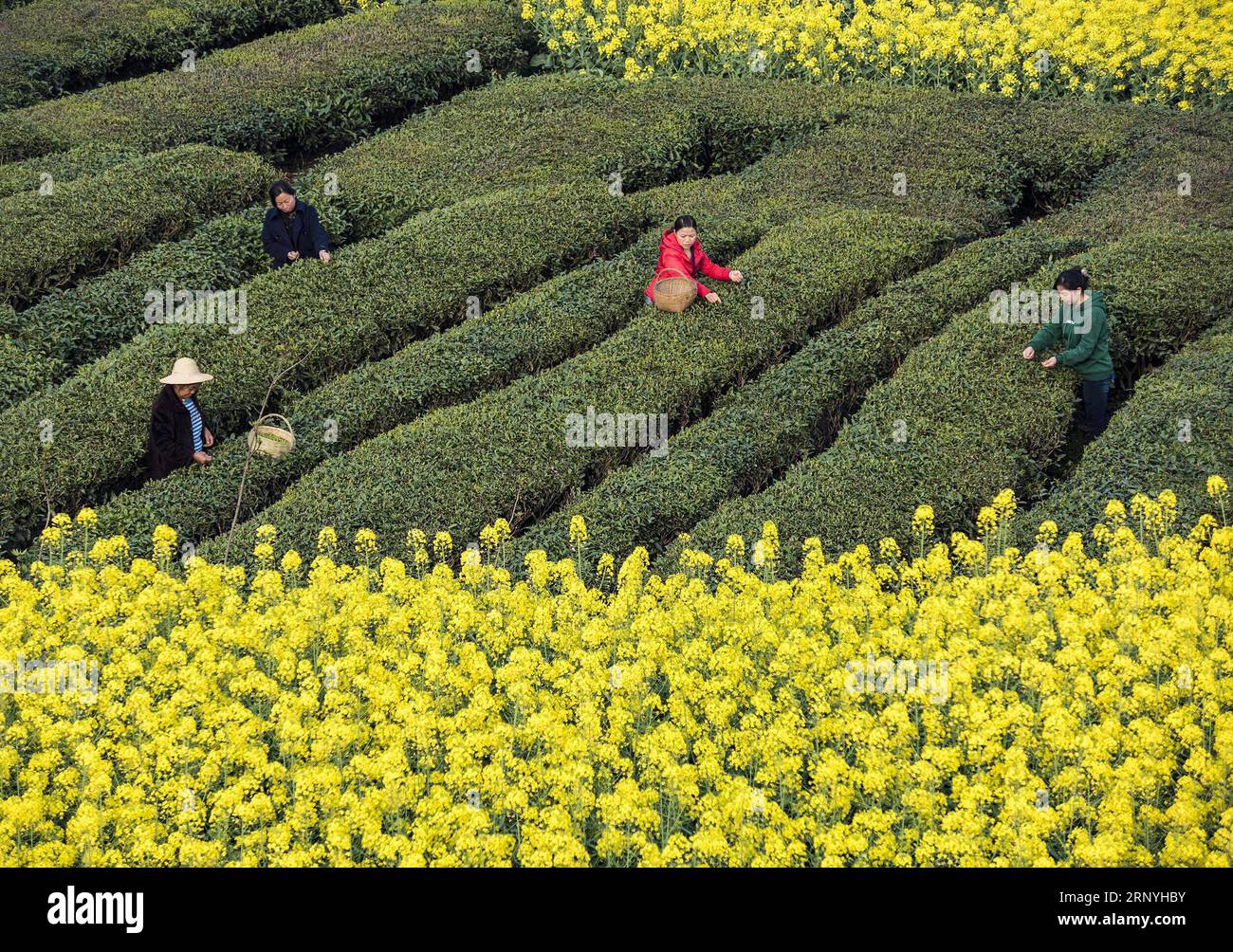 Maoping tea hi-res stock photography and images - Alamy