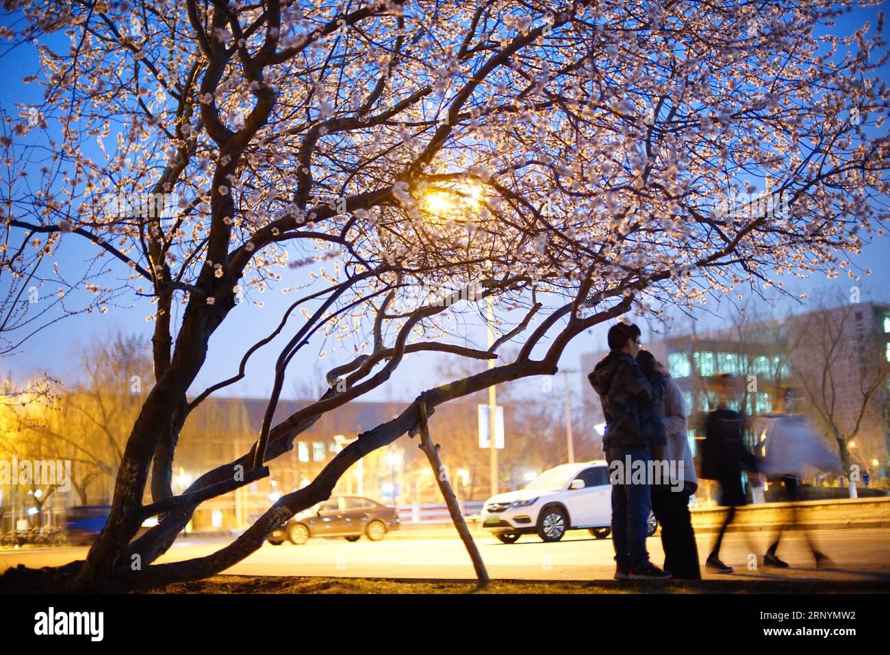 Lovers under a tree hi-res stock photography and images - Alamy