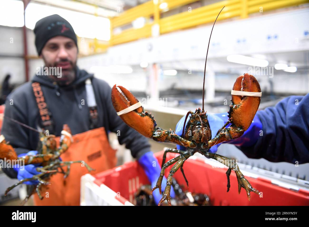 (180327) -- BEIJING, March 27, 2018 -- Phil Miles (L) and Dave Bedell of Maine Coast company pack lobsters in Portland, Maine, the United States, March 29, 2017. In 2016, China bought 40.9 million dollars worth of lobsters from Maine, where most of America s lobsters are caught. A huge trade deficit with China is reportedly behind the U.S. administration s plan to slap tariffs on up to 60 billion U.S. dollars of Chinese imports and restrict Chinese investment. But data sometimes lies, and could shield the bigger picture. ) (djj) Xinhua Headlines: Truth behind China-U.S. trade imbalances YinxBo Stock Photo