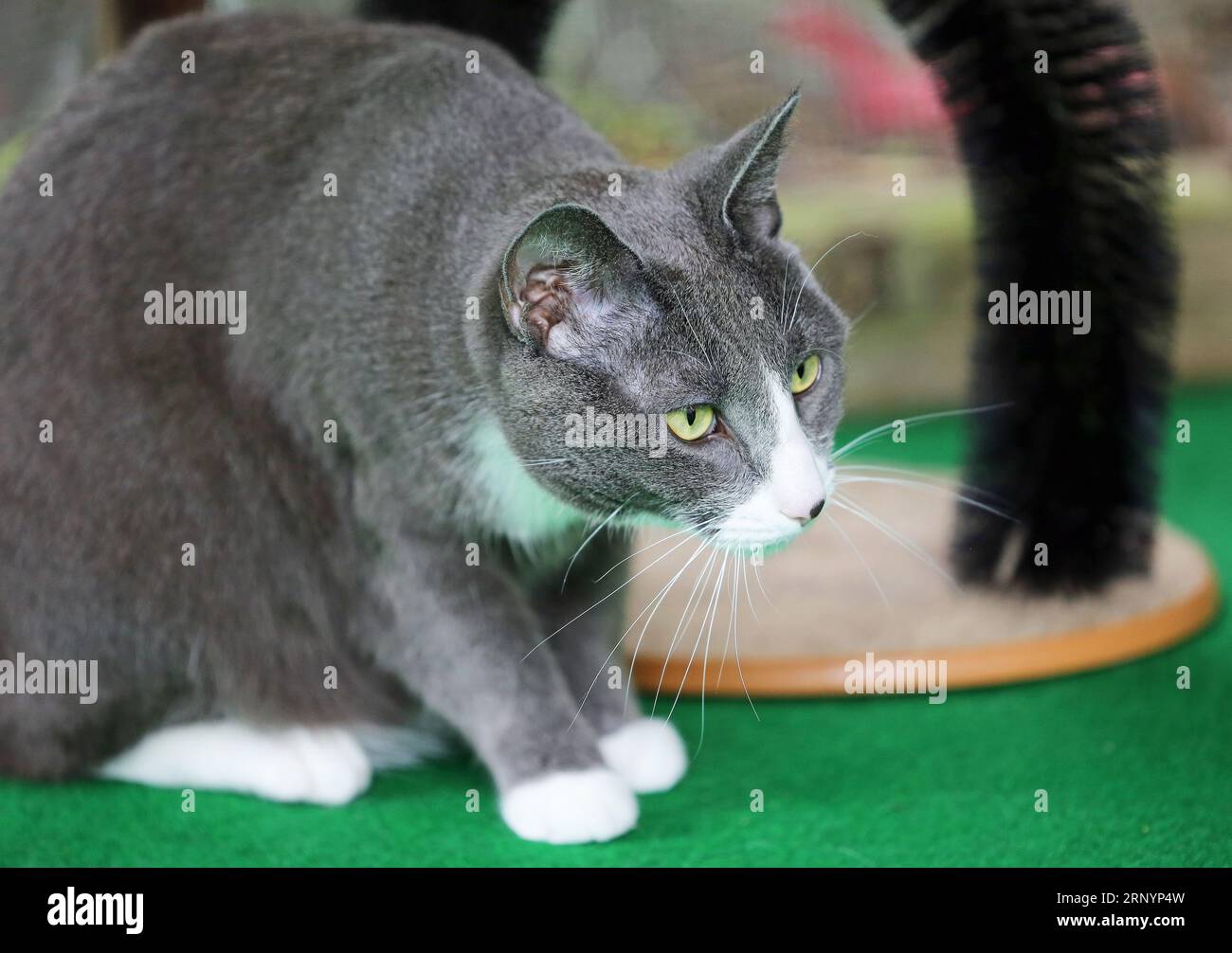 Gray cat watching Stock Photo Alamy