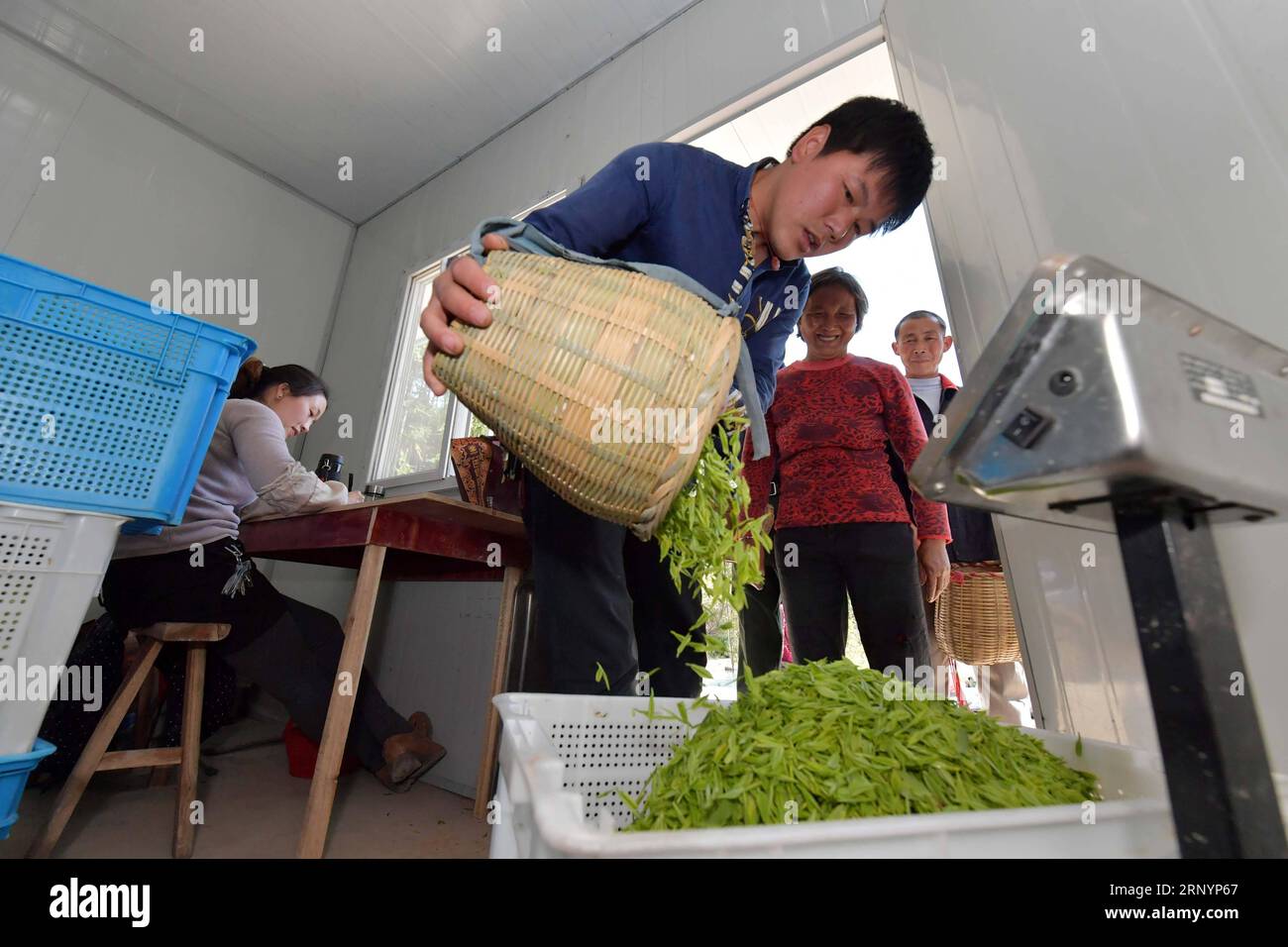 (180329) -- NANCHANG, March 29, 2018 -- Workers weigh tea leaves just picked in Leping City, east China s Jiangxi Province, March 28, 2018. ) (zwx) CHINA-JIANGXI-TEA GARDEN (CN) PengxZhaozhi PUBLICATIONxNOTxINxCHN Stock Photo