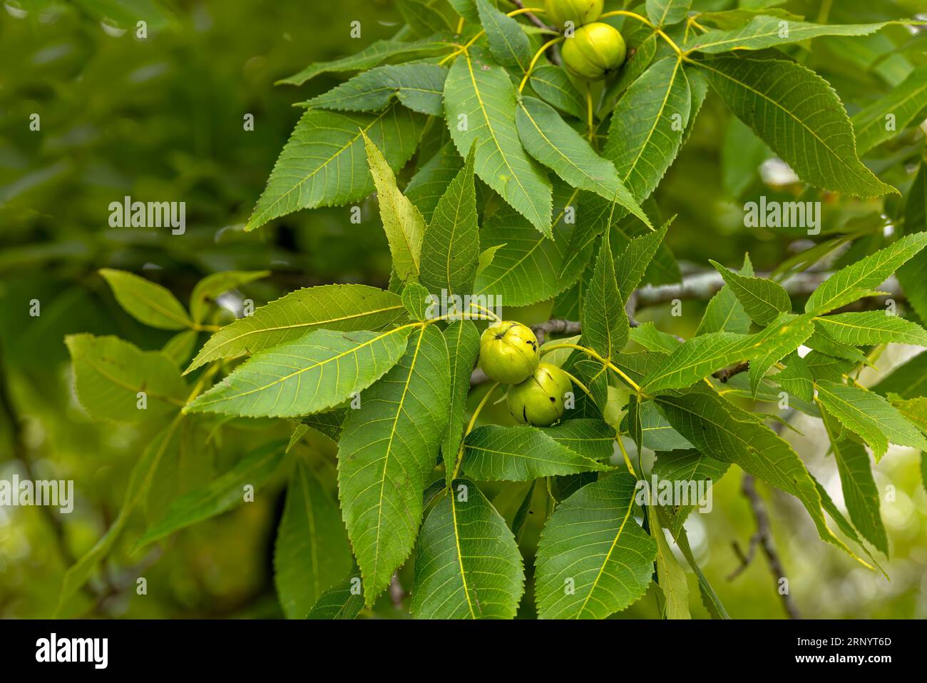The White walnut (Juglans cinerea), commonly known as butternut, is a species of walnut native to the eastern United States and southeast Canada. Stock Photo