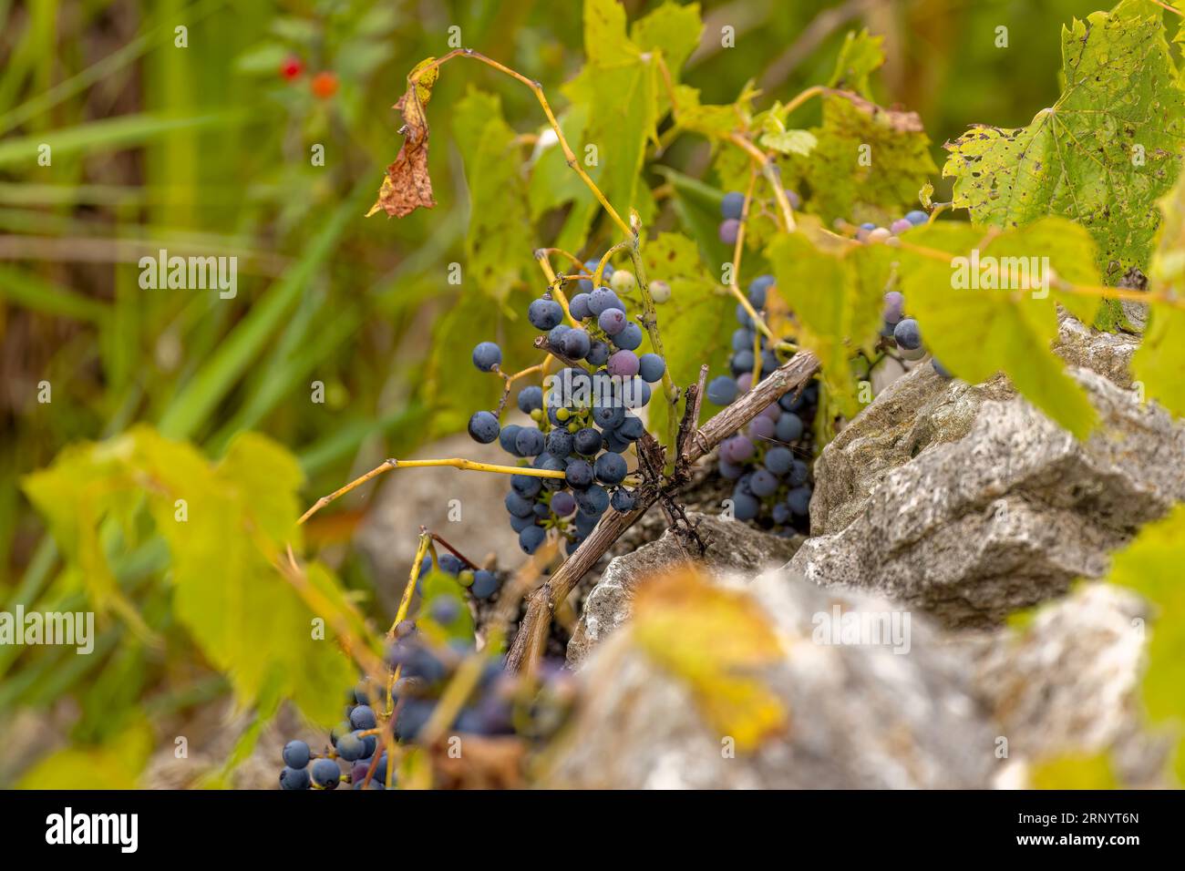 Wild grape. The  riverbank grape or frost grape (Vitis riparia) is a vine indigenous to North America. Stock Photo
