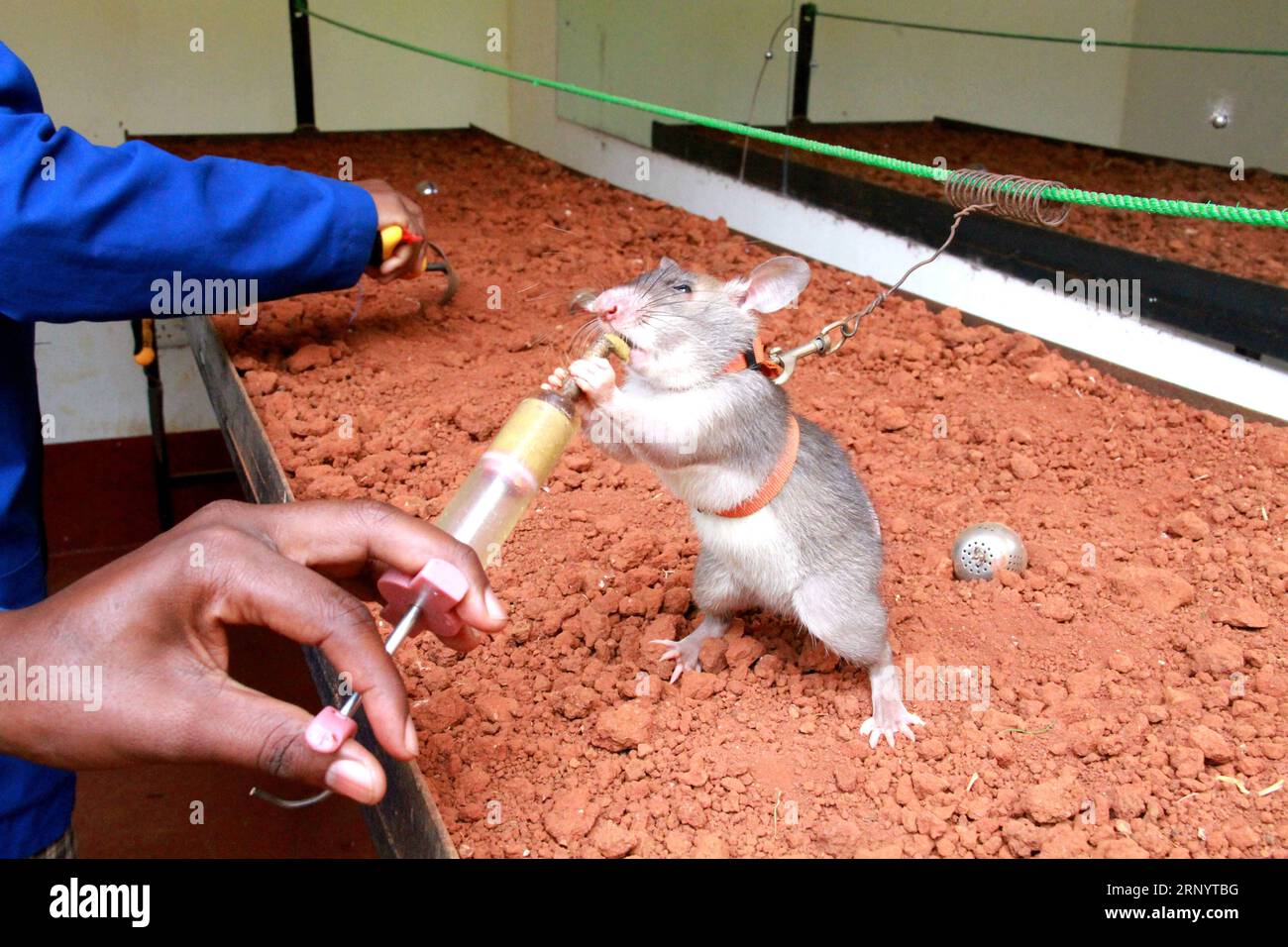 (180402) -- MOROGORO (TANZANIA), April 2, 2018 -- An African giant pouched rat receives landmine detection training in Morogoro, Tanzania, March 23, 2018. Tanzania-based non-profit organization APOPO has researched and pioneered the use of African giant pouched rat, a large rodent that can be found in most of sub-Saharan African nations, in landmine detection to free people from the terrors of the explosive remnants of war. ) TANZANIA-MOROGORO-RATS-DEMINING LixSibo PUBLICATIONxNOTxINxCHN Stock Photo