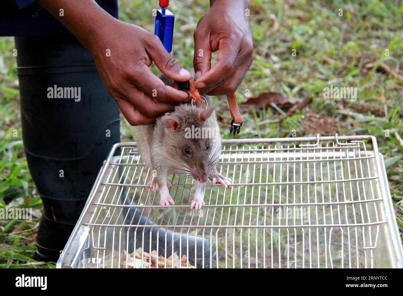 (180402) -- MOROGORO (TANZANIA), April 2, 2018 -- A trainer puts harness onto an African giant pouched rat before landmine detection training in Morogoro, Tanzania, March 23, 2018. Tanzania-based non-profit organization APOPO has researched and pioneered the use of African giant pouched rat, a large rodent that can be found in most of sub-Saharan African nations, in landmine detection to free people from the terrors of the explosive remnants of war. ) TANZANIA-MOROGORO-RATS-DEMINING LixSibo PUBLICATIONxNOTxINxCHN Stock Photo