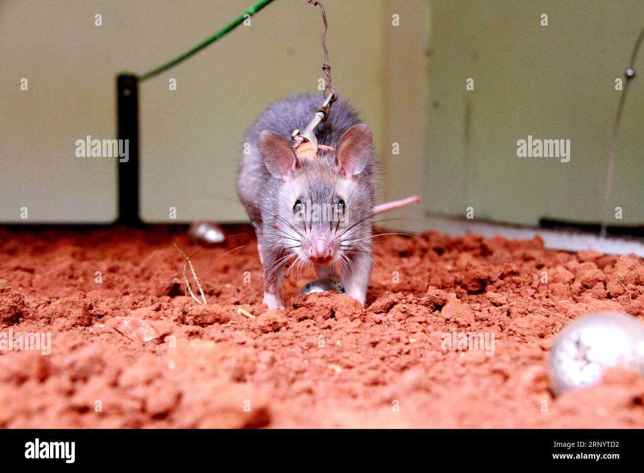 (180402) -- MOROGORO (TANZANIA), April 2, 2018 -- An African giant pouched rat receives landmine detection training in Morogoro, Tanzania, March 23, 2018. Tanzania-based non-profit organization APOPO has researched and pioneered the use of African giant pouched rat, a large rodent that can be found in most of sub-Saharan African nations, in landmine detection to free people from the terrors of the explosive remnants of war. ) TANZANIA-MOROGORO-RATS-DEMINING LixSibo PUBLICATIONxNOTxINxCHN Stock Photo