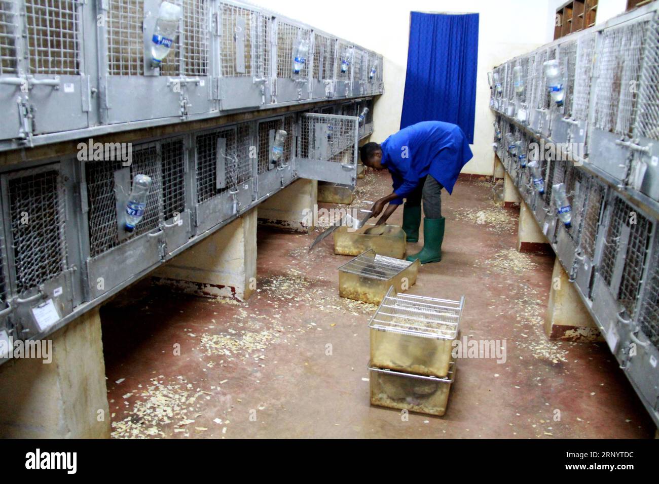 (180402) -- MOROGORO (TANZANIA), April 2, 2018 -- A staff member from APOPO prepares African giant pouched rats for landmine detection training in Morogoro, Tanzania, March 23, 2018. Tanzania-based non-profit organization APOPO has researched and pioneered the use of African giant pouched rat, a large rodent that can be found in most of sub-Saharan African nations, in landmine detection to free people from the terrors of the explosive remnants of war. ) TANZANIA-MOROGORO-RATS-DEMINING LixSibo PUBLICATIONxNOTxINxCHN Stock Photo