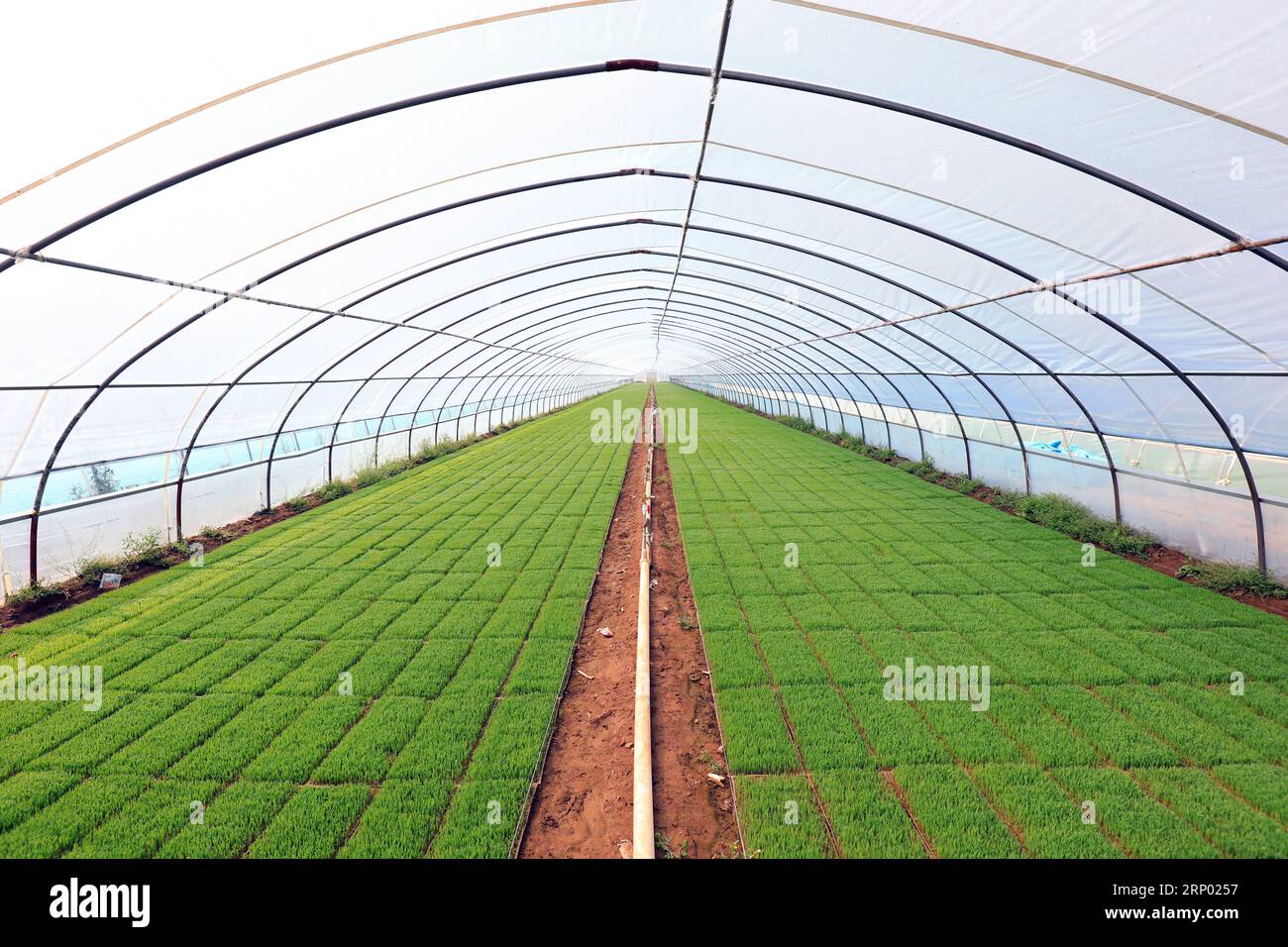 Rice seedling greenhouse, North China Stock Photo - Alamy