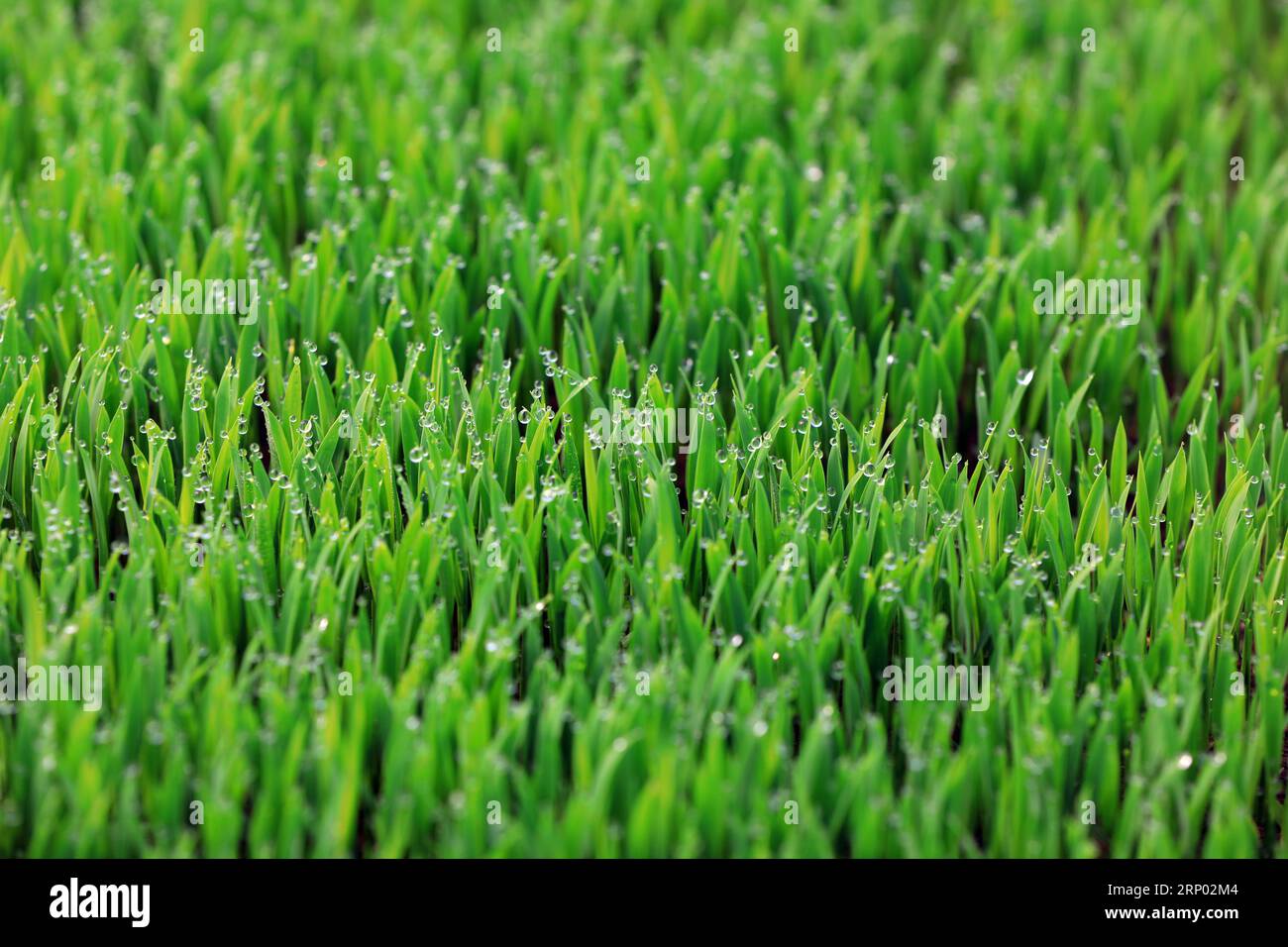 Vigorous growth of rice seedlings, North China Stock Photo