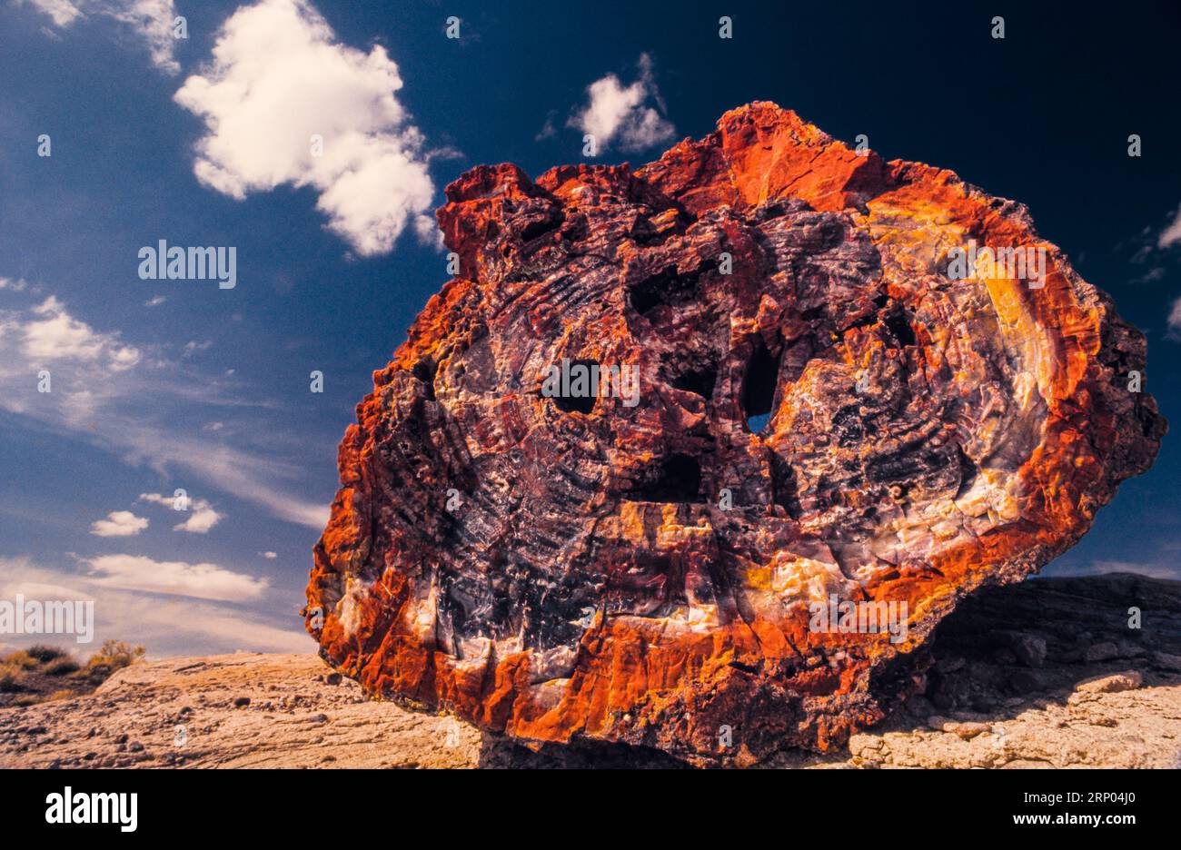 Petrified Log Petrified Forest National Park   Holbrook, Arizona, USA Stock Photo