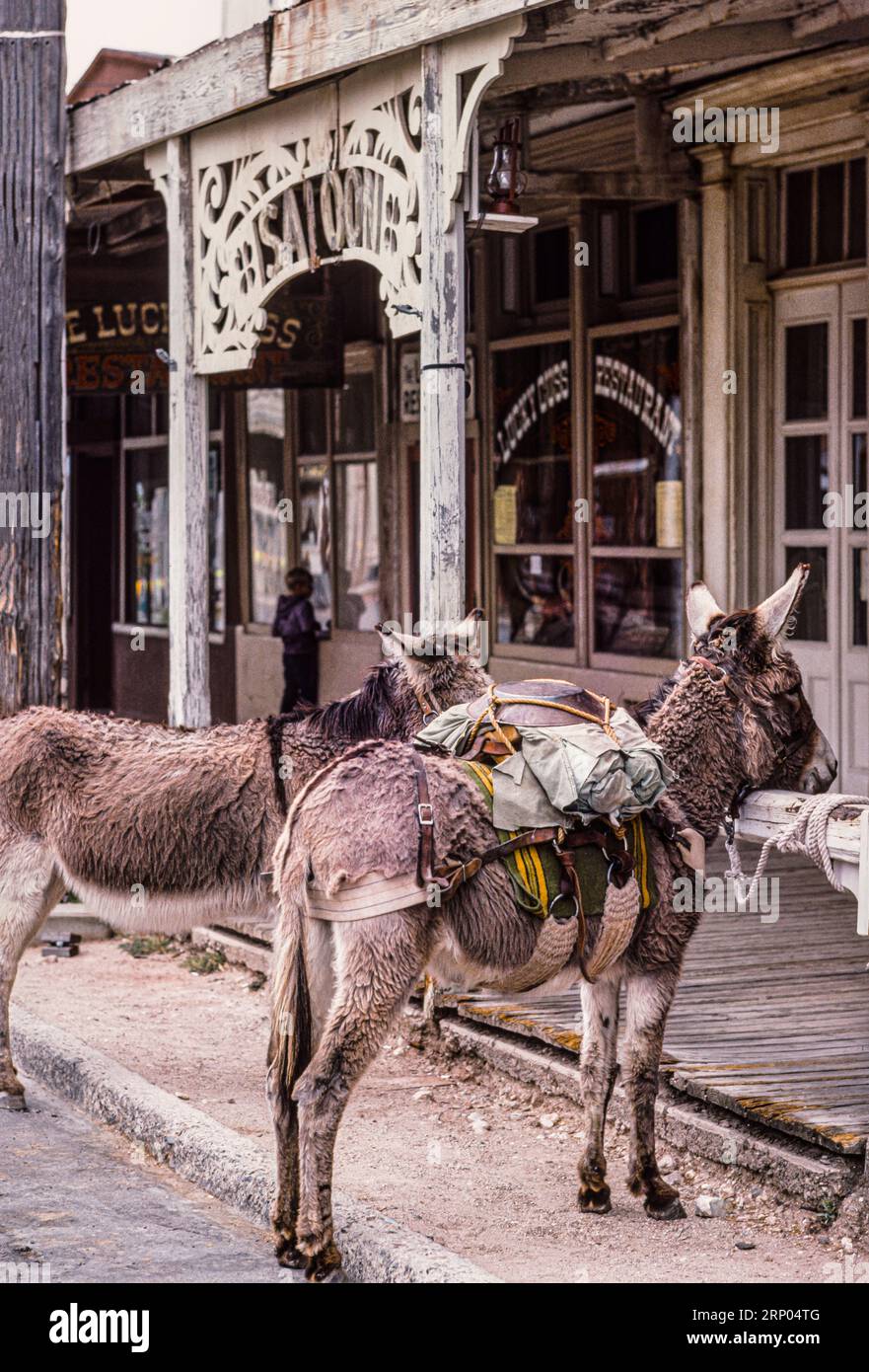 Burros Hitched in front of a Saloon   Tombstone, Arizona, USA Stock Photo