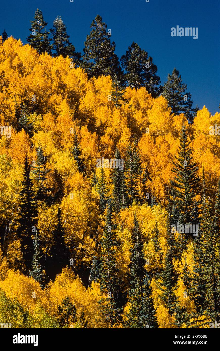 Fall Foliage North Rim Grand Canyon National Park Fredonia, Arizona ...