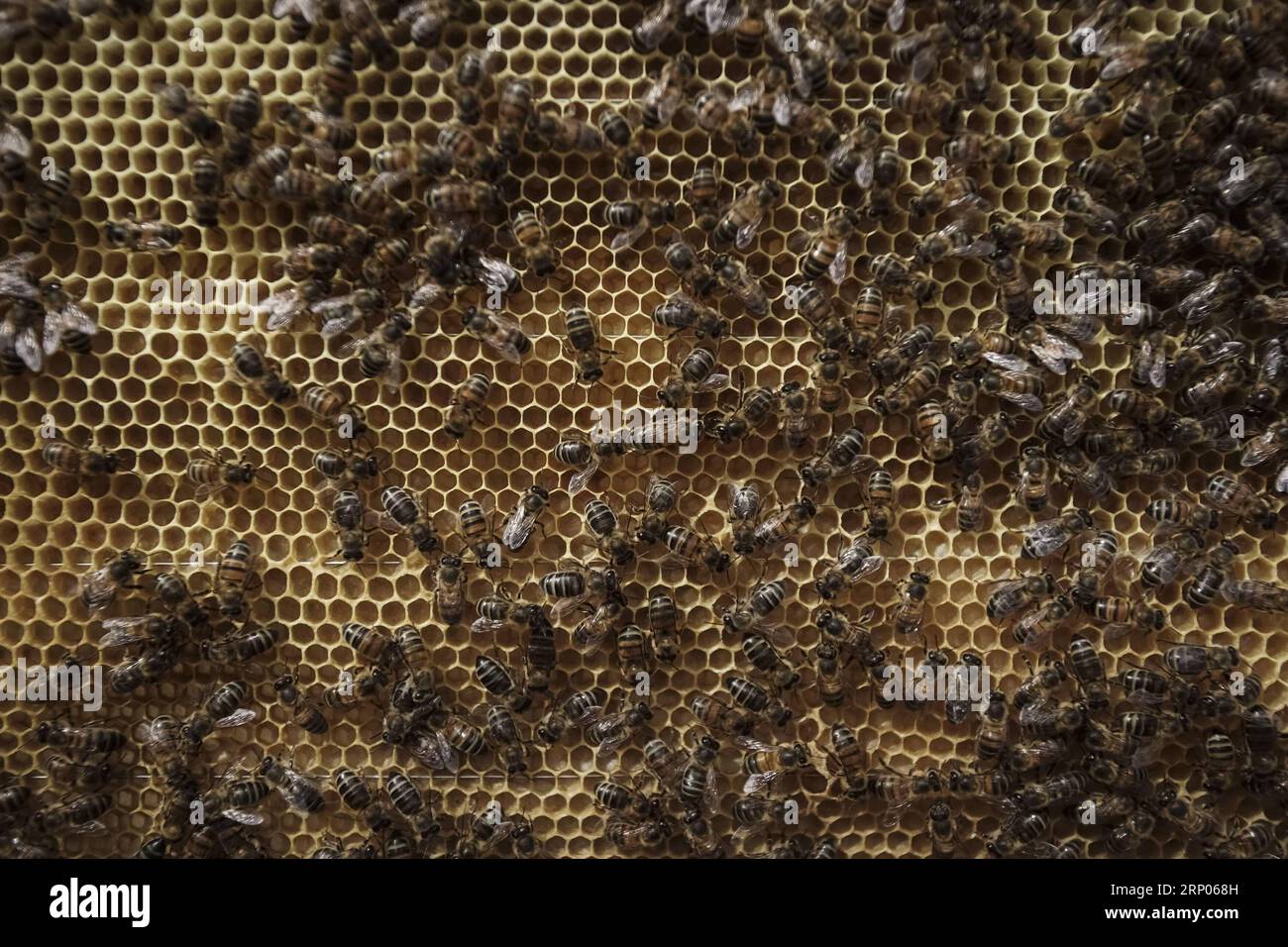 (180422) -- GUASCA, April 22, 2018 -- Image taken on April 18, 2018 shows bees in a hive in the Montiel natural reserve of Guasca in Colombia. ) (cr) (vf) COLOMBIA-GUASCA-BEEKEEPING-EARTH DAY JHONxPAZ PUBLICATIONxNOTxINxCHN Stock Photo