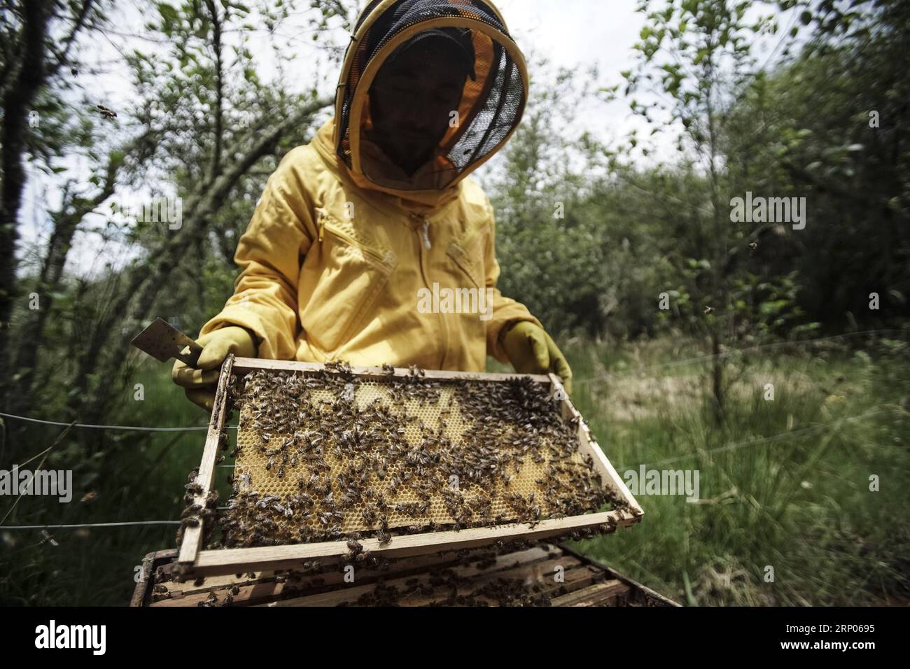 (180422) -- GUASCA, April 22, 2018 -- Beekeeper Fabio Ruiz works in the Montiel natural reserve of Guasca in Colombia, on April 18, 2018. Beekeeper Fabio Ruiz emphasized reduction of the number of bees worldwide, calling for a culture of urban beekeeping. ) (cr) (vf) COLOMBIA-GUASCA-BEEKEEPING-EARTH DAY JHONxPAZ PUBLICATIONxNOTxINxCHN Stock Photo