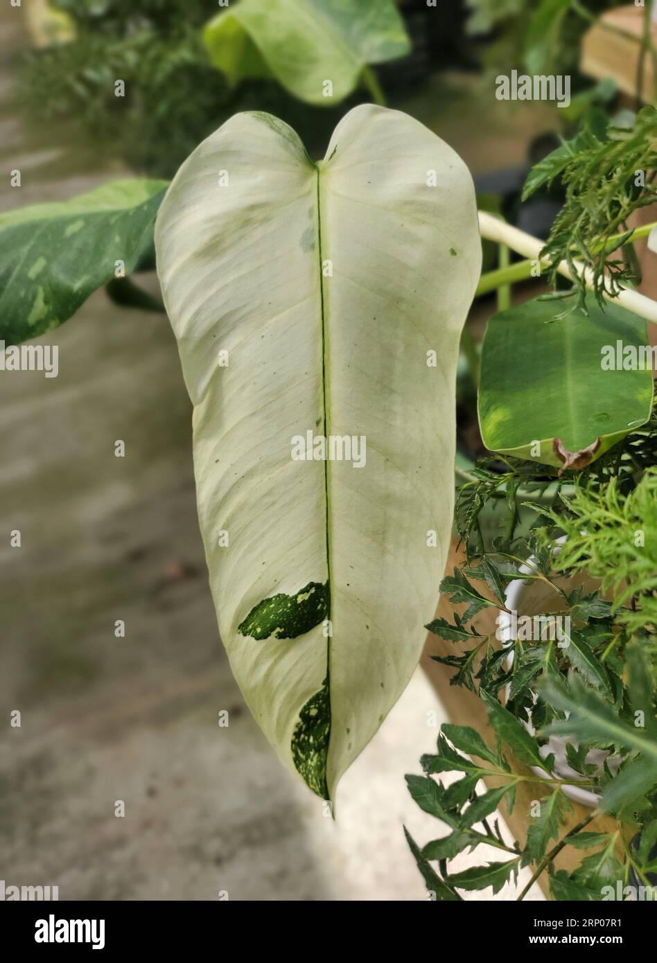 split philodendron Split Leaf Philodendron – Foli main image 0