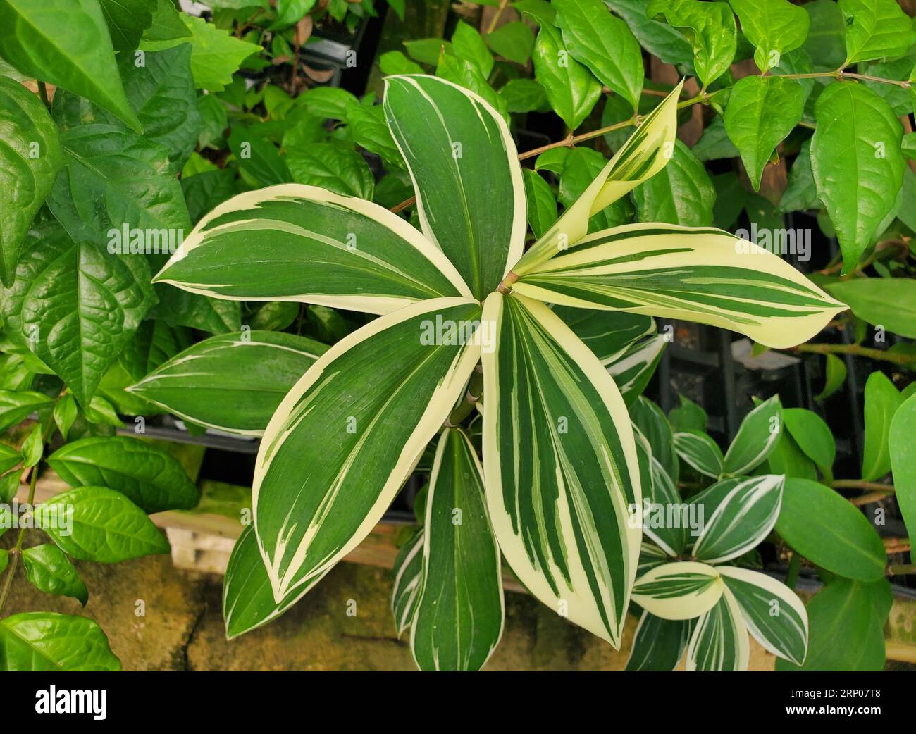 Beautiful and unique green and white leaves of variegated Spiral Ginger Stock Photo