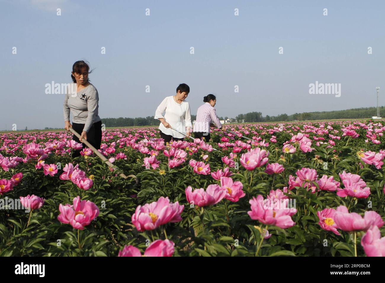 (180503) -- BOZHOU, May 3, 2018 -- Farmers remove weeds at a Chinese herbaceous peony farm in Jiuliqiao Village of Mengcheng County, east China s Anhui Province, May 2, 2018. ) (lmm) CHINA-AGRICULTURE-FARM WORK (CN) HuxWeiguo PUBLICATIONxNOTxINxCHN Stock Photo