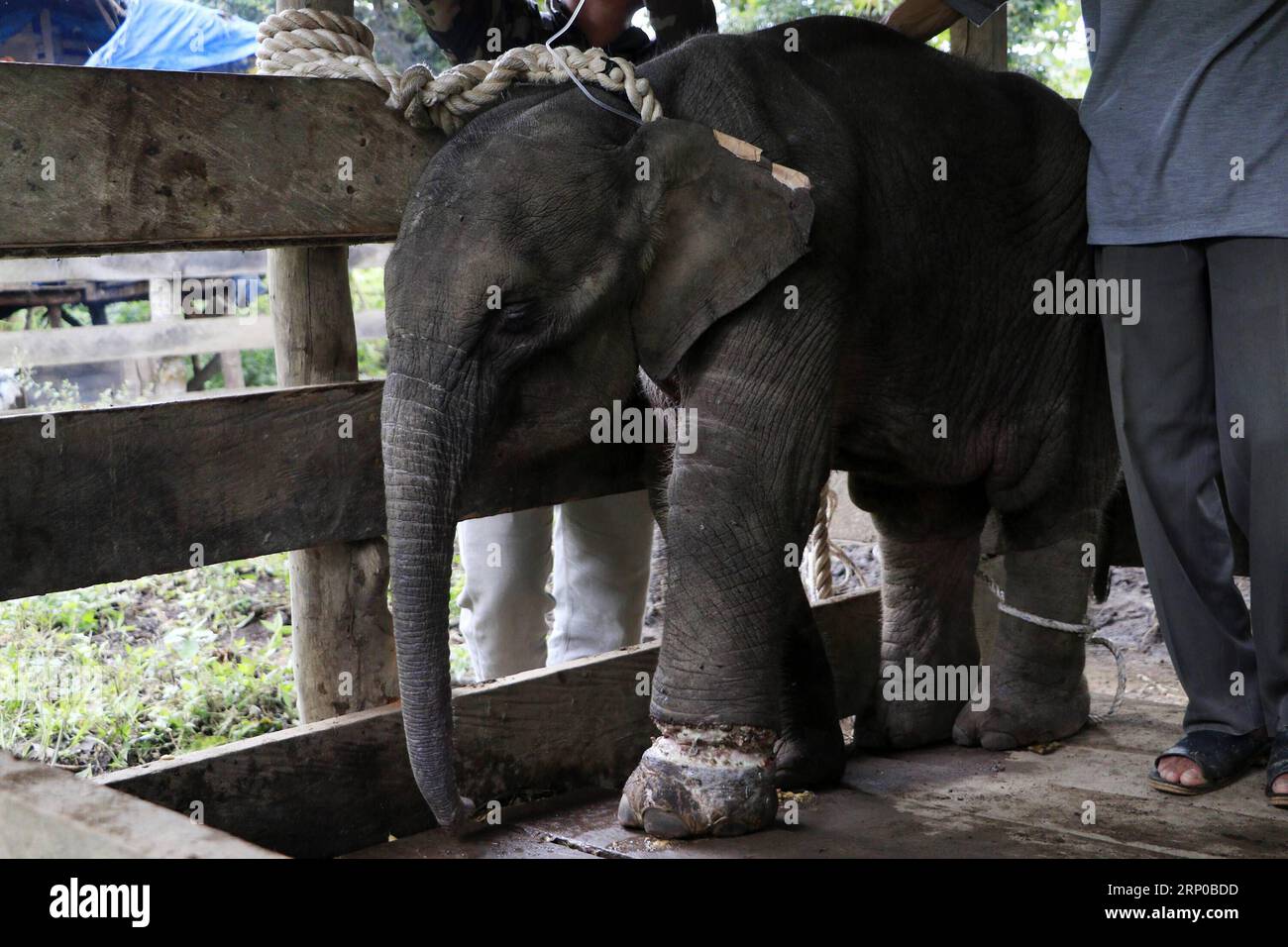 (180503) -- ACEH, May 3, 2018 -- Vets try to take care of a wounded Sumatran baby elephant in Aceh, Indonesia, May 3, 2018. ) (wtc) INDONESIA-ACEH-WOUNDED-SUMATRAN BABY ELEPHANT Junaidi PUBLICATIONxNOTxINxCHN Stock Photo