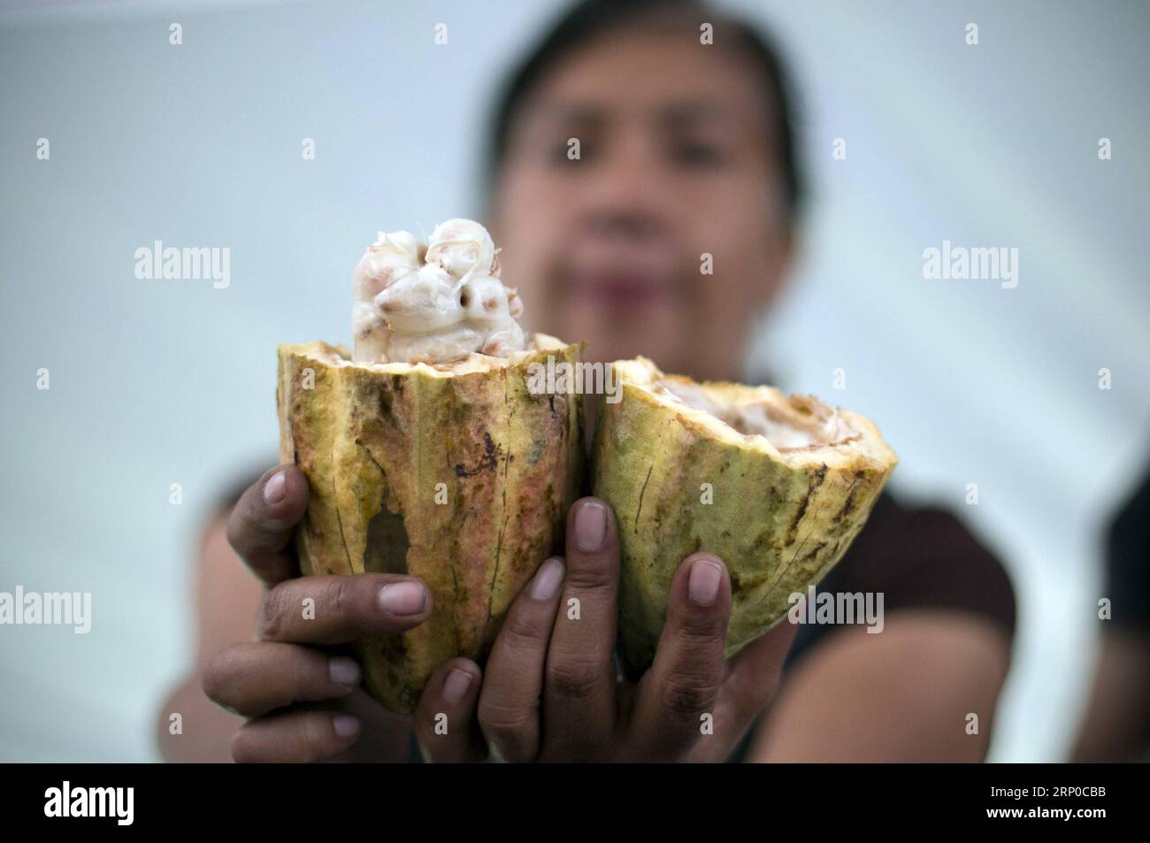 (180505) -- MEXICO CITY, May 5, 2018 -- Photo taken on May 4, 2018 shows a woman presenting cacao from Tabasco during the 2018 Chocolate and Cocoa Artisan Festival, in Mexico City, capital of Mexico.) (jg) (rtg) (wtc) MEXICO-MEXICO CITY-CHOCOLATE AND COCOA FESTIVAL AlejandroxAyala PUBLICATIONxNOTxINxCHN Stock Photo