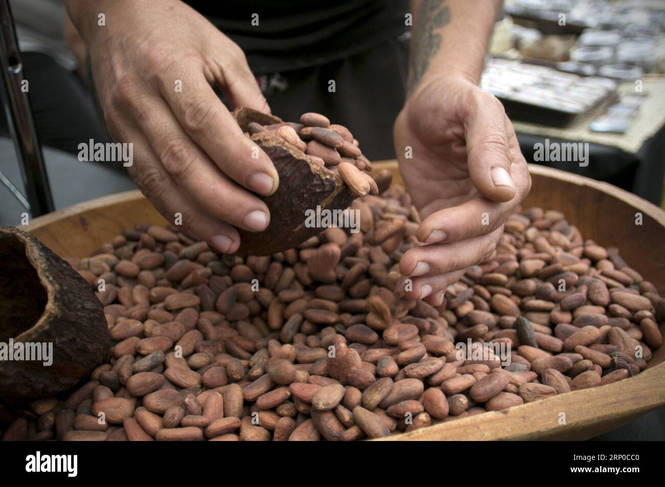 (180505) -- MEXICO CITY, May 5, 2018 -- Photo taken on May 4, 2018 shows a person displaying cocoa during the 2018 Chocolate and Cocoa Artisan Festival, in Mexico City, capital of Mexico. ) (jg) (rtg) (wtc) MEXICO-MEXICO CITY-CHOCOLATE AND COCOA FESTIVAL AlejandroxAyala PUBLICATIONxNOTxINxCHN Stock Photo