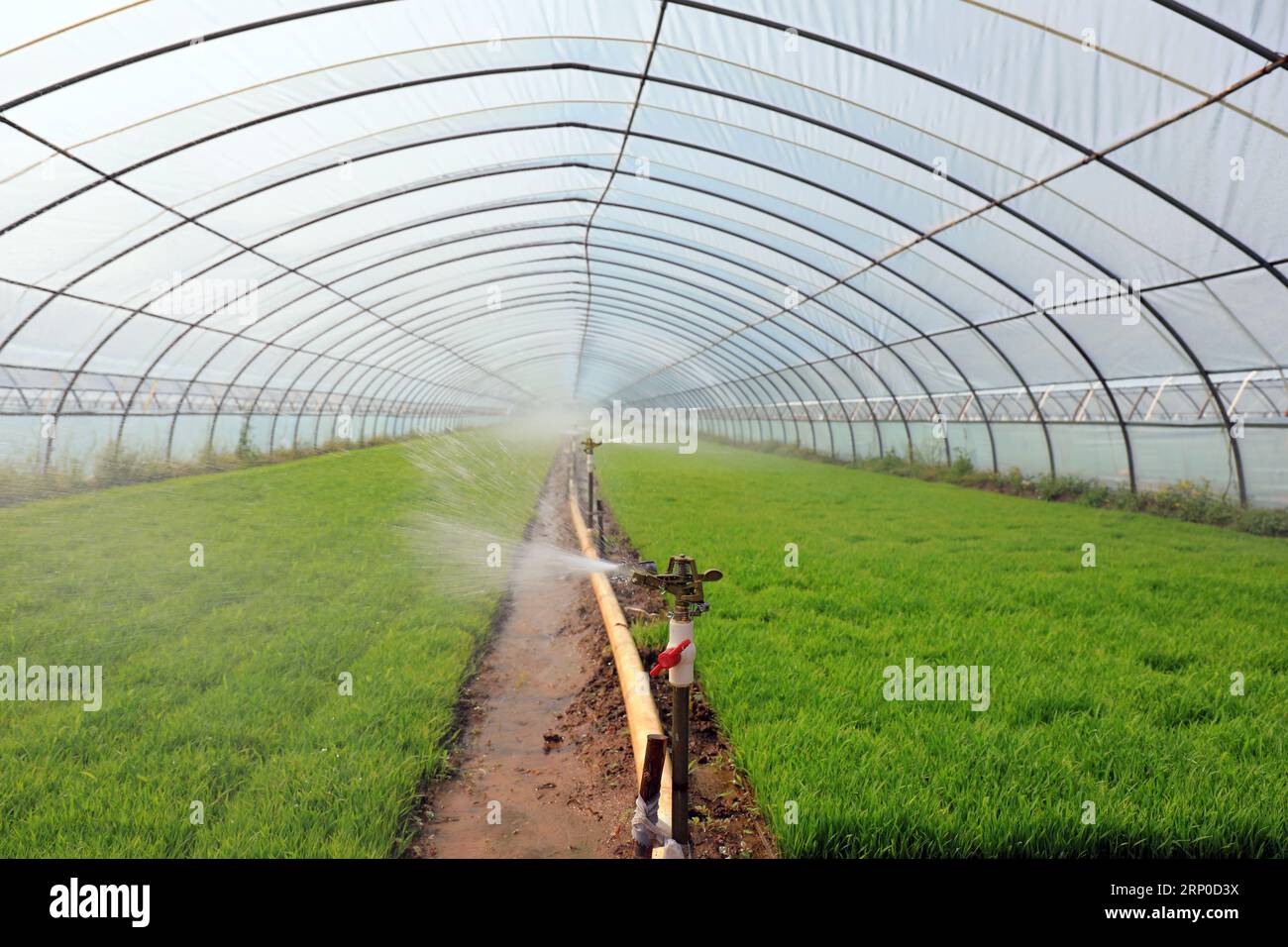 Rice seedling greenhouse, North China Stock Photo - Alamy
